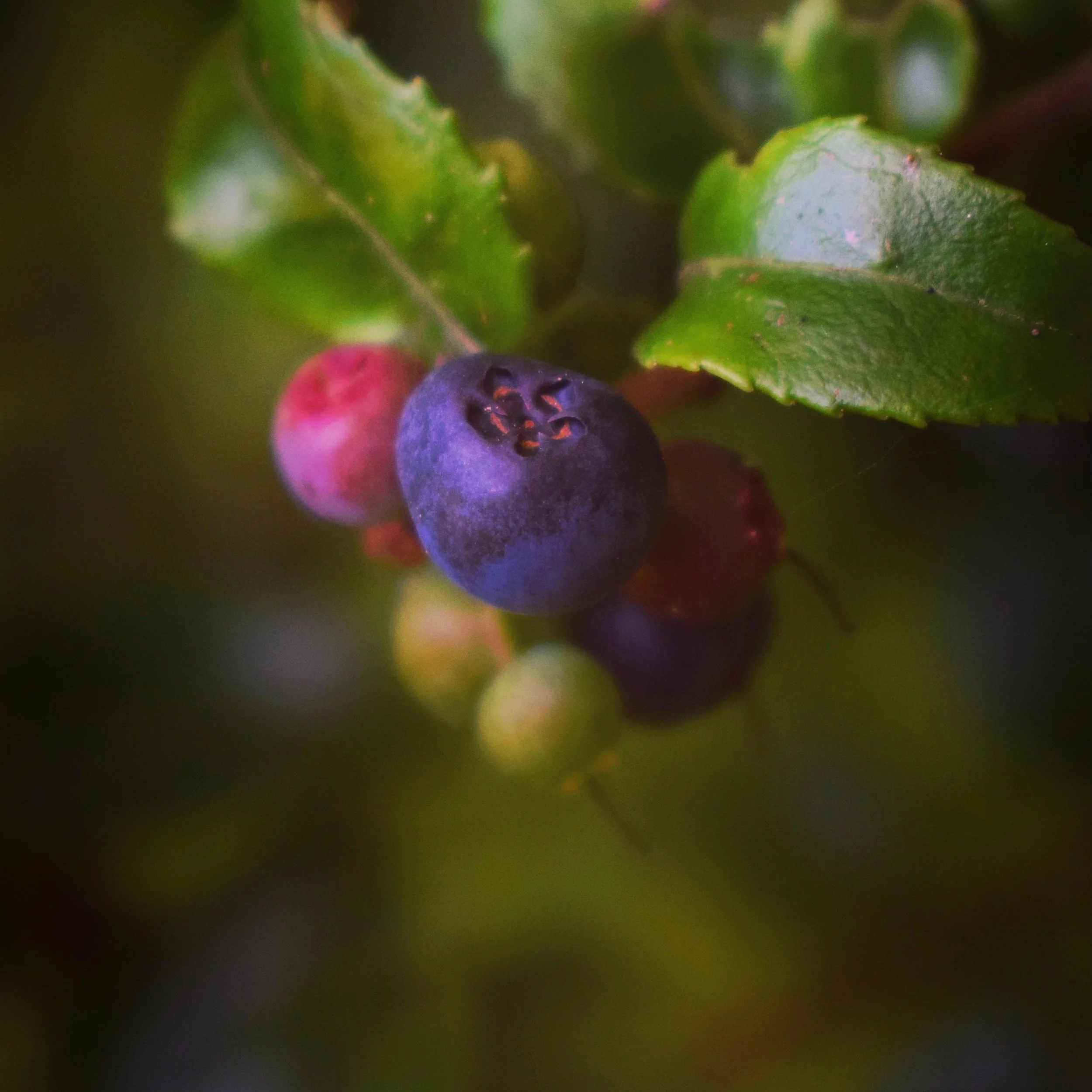 Forest Berries