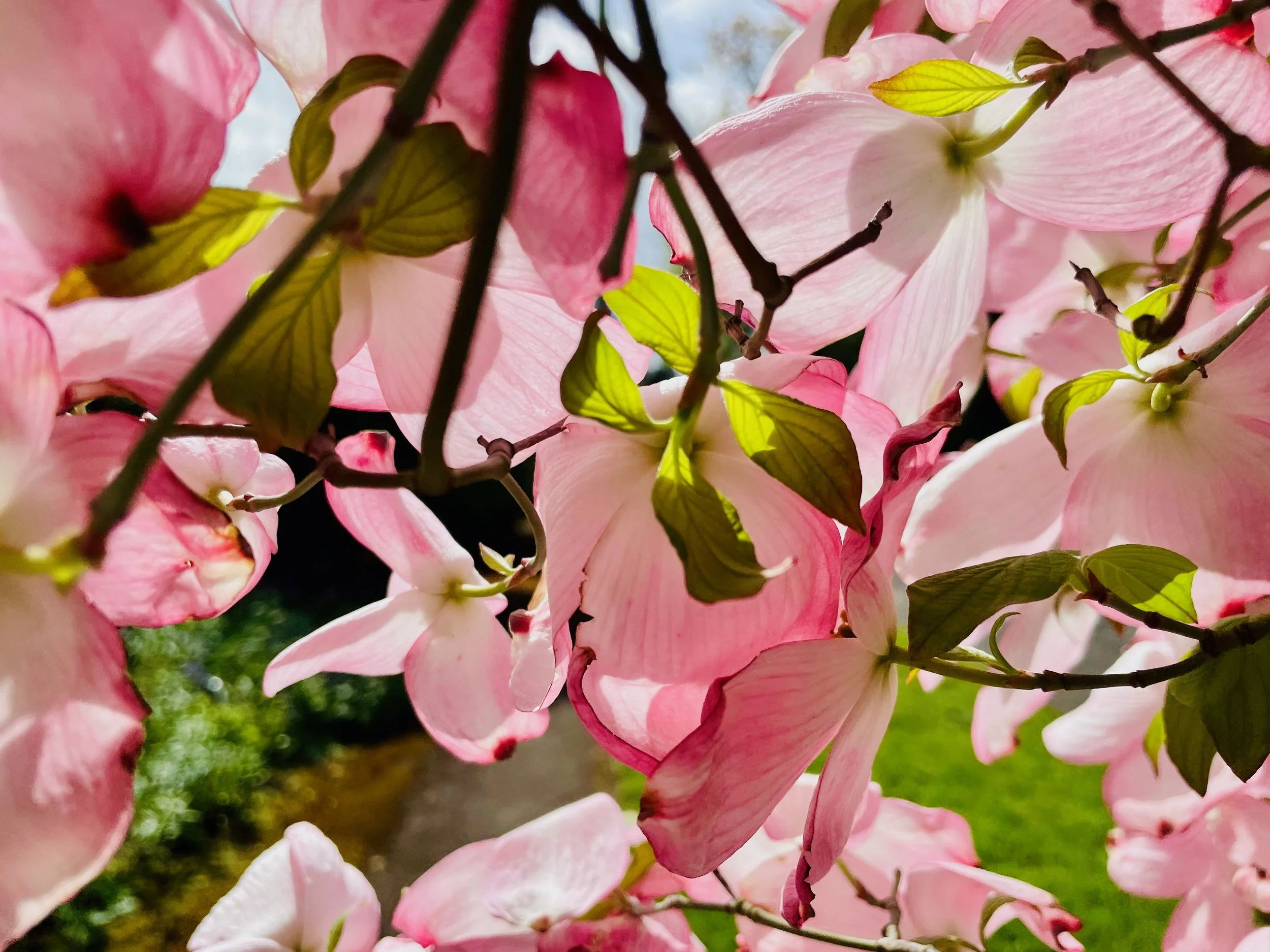 Spring Blossoms