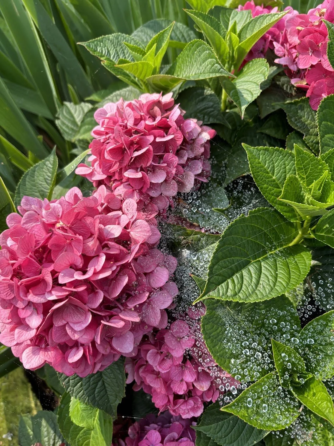  Pink hydrangeas on the path next to Lake Erie in Lakeside Chatauqua 