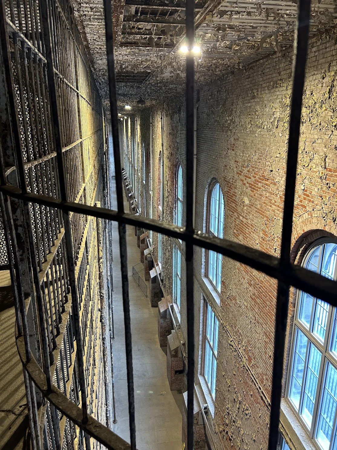 rows of cells 2.jpg