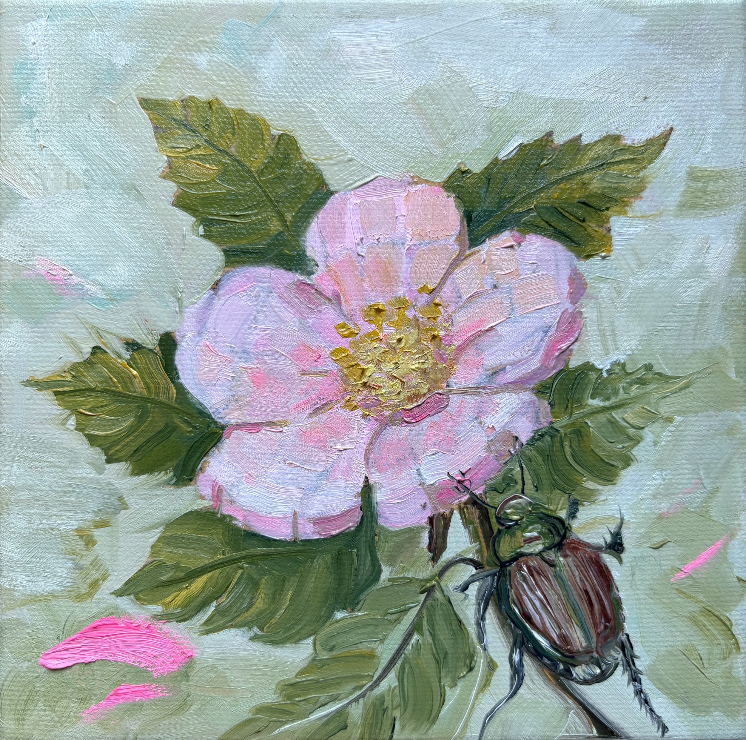 Alberta Wild Rose 2026 Oil on canvas, 6x6 inches