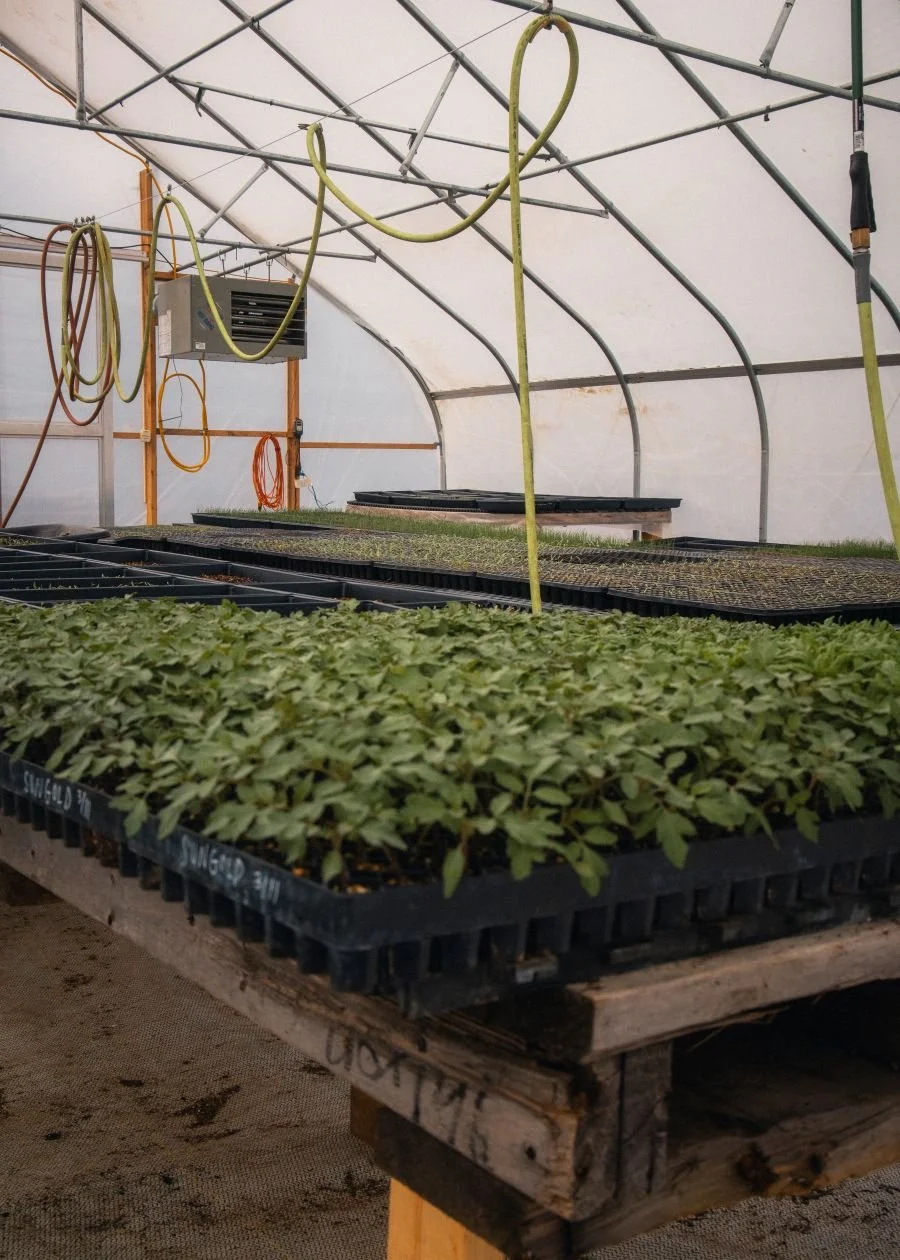 PLANT SALE