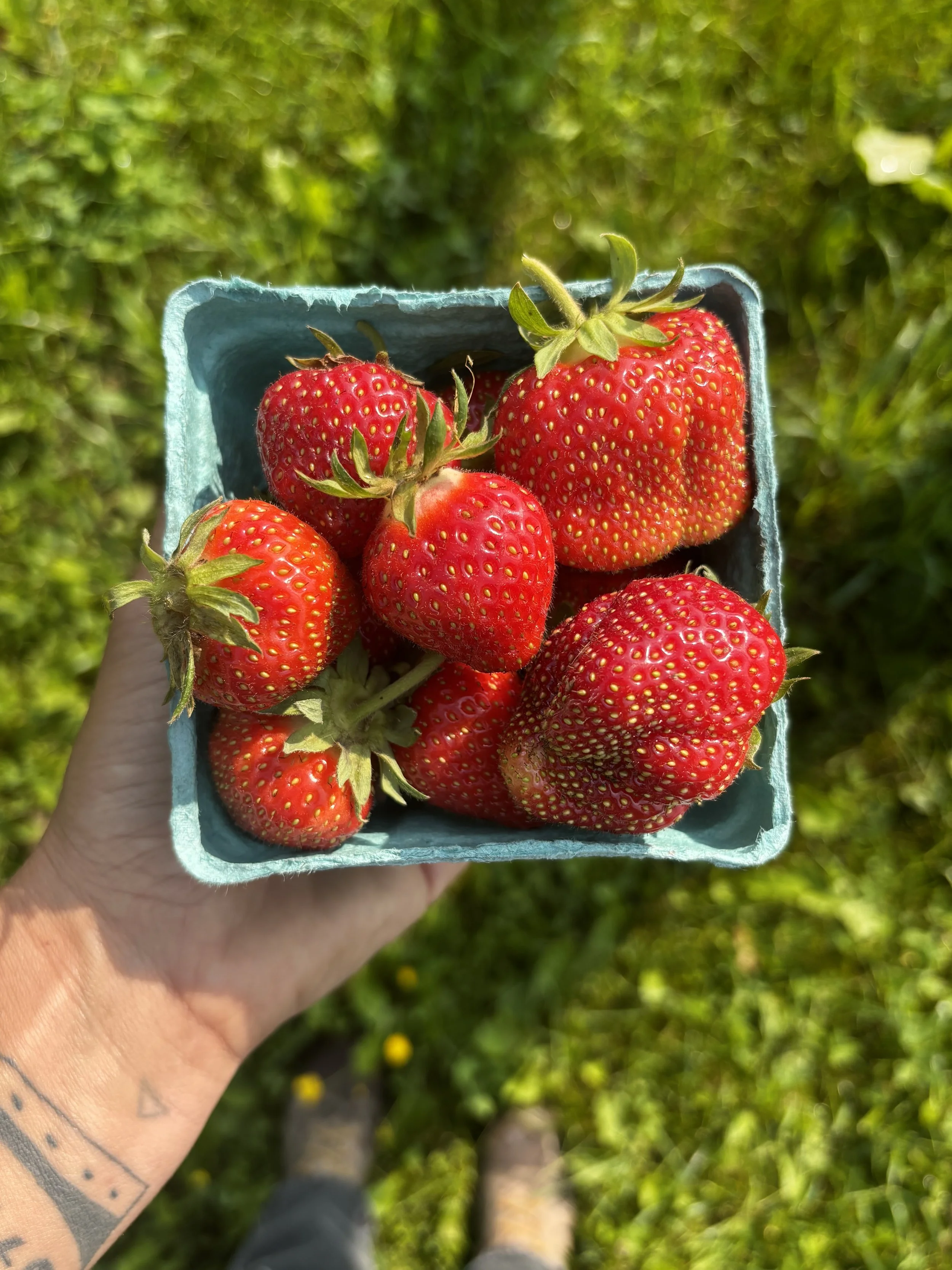 rock steady farm fruits first: pride u-pick party