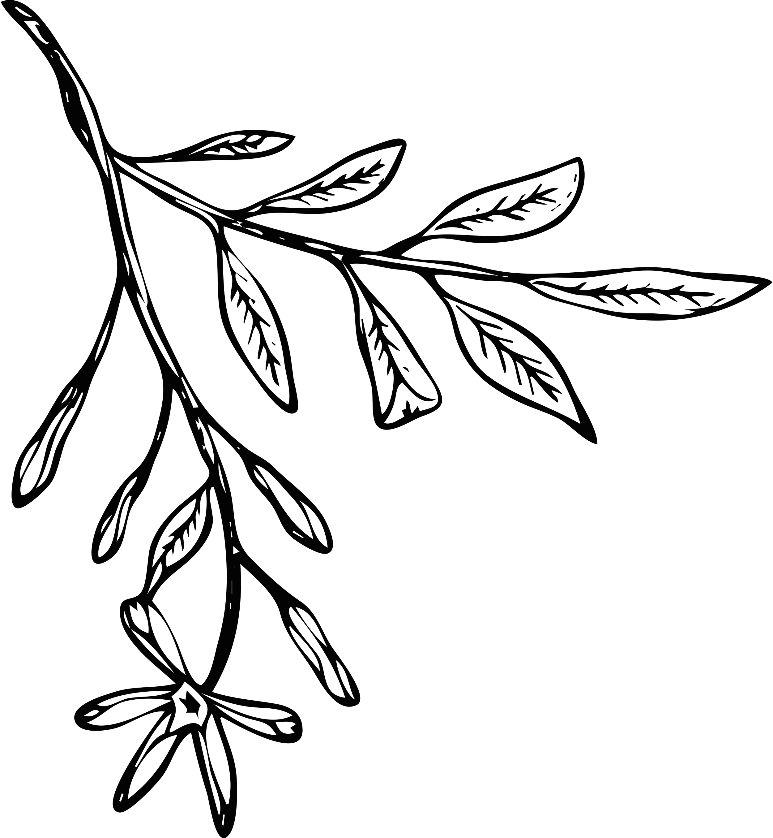 Line drawing of a branch with multiple elongated leaves.