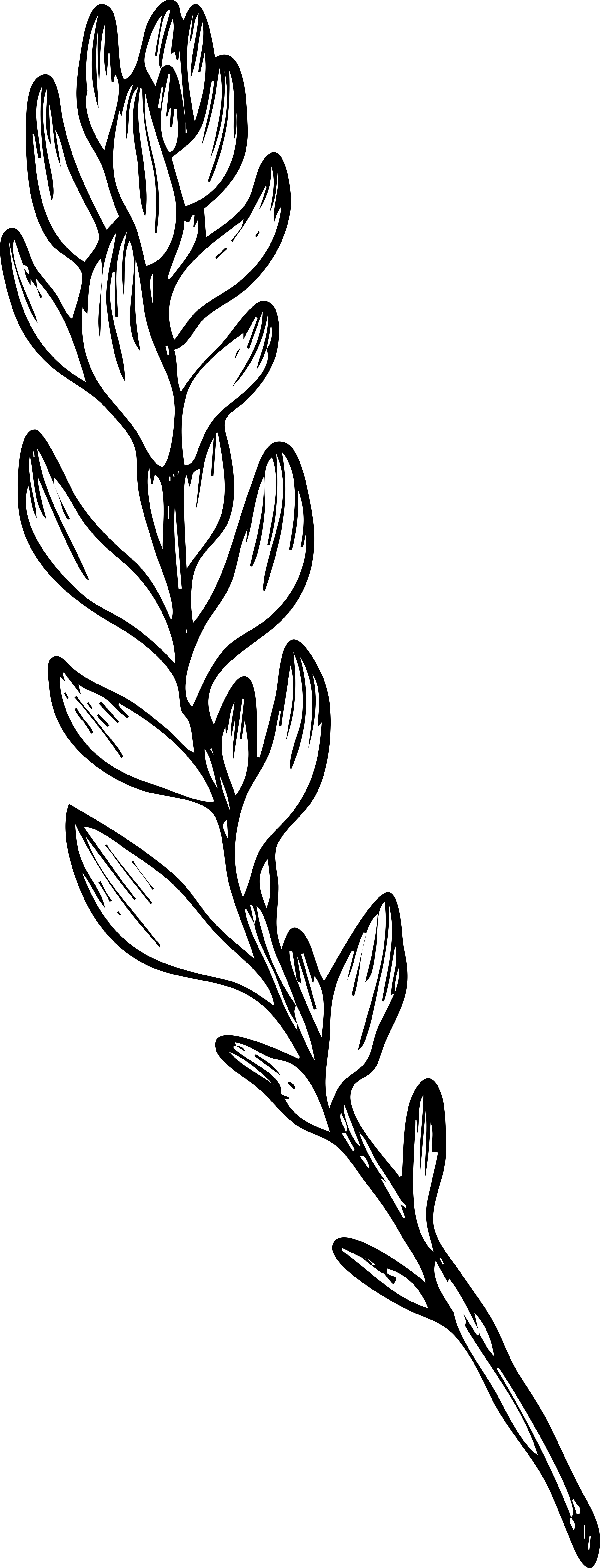 illustration of a long lavender stem
