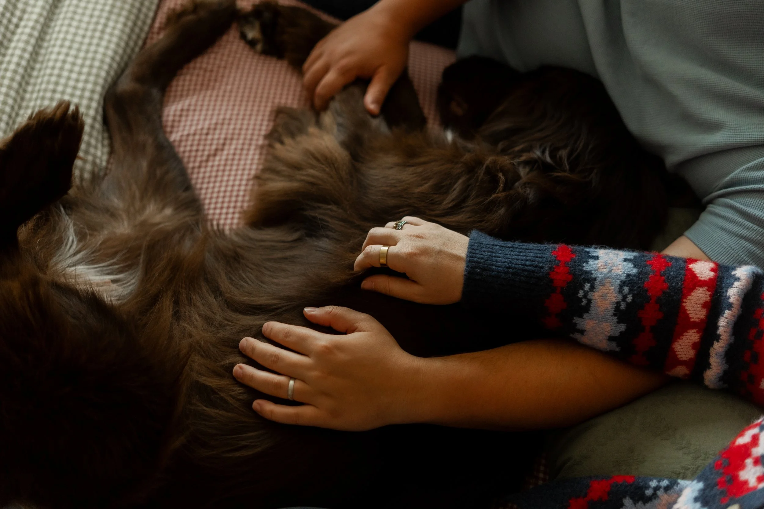 People petting a brown dog lying on a bed, with their hands touching the dog's belly and chest, wearing rings and a patterned sweater.