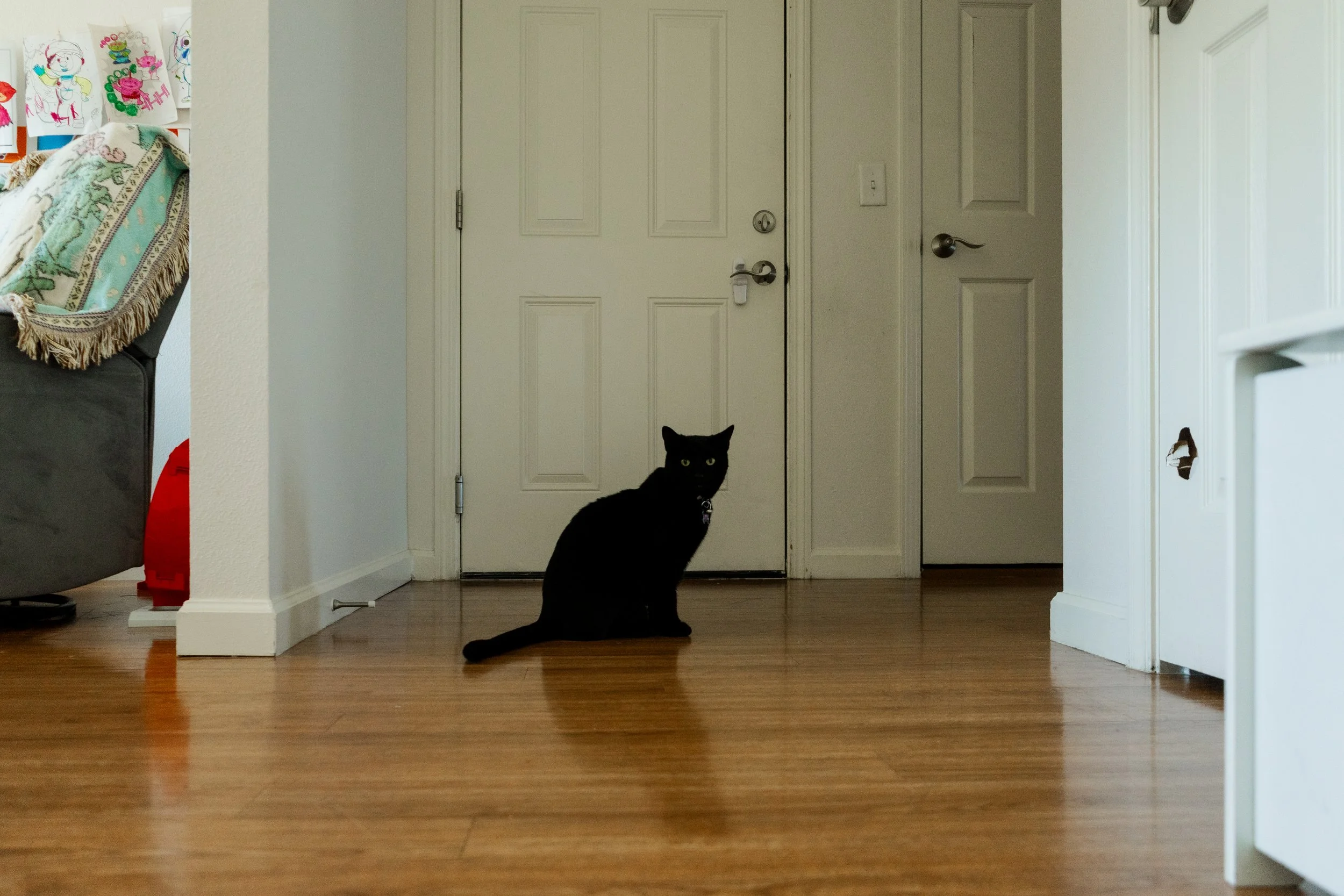 A black cat sitting on a wooden floor inside a home, in front of a white door with a lock, near a gray wall and a white door frame.