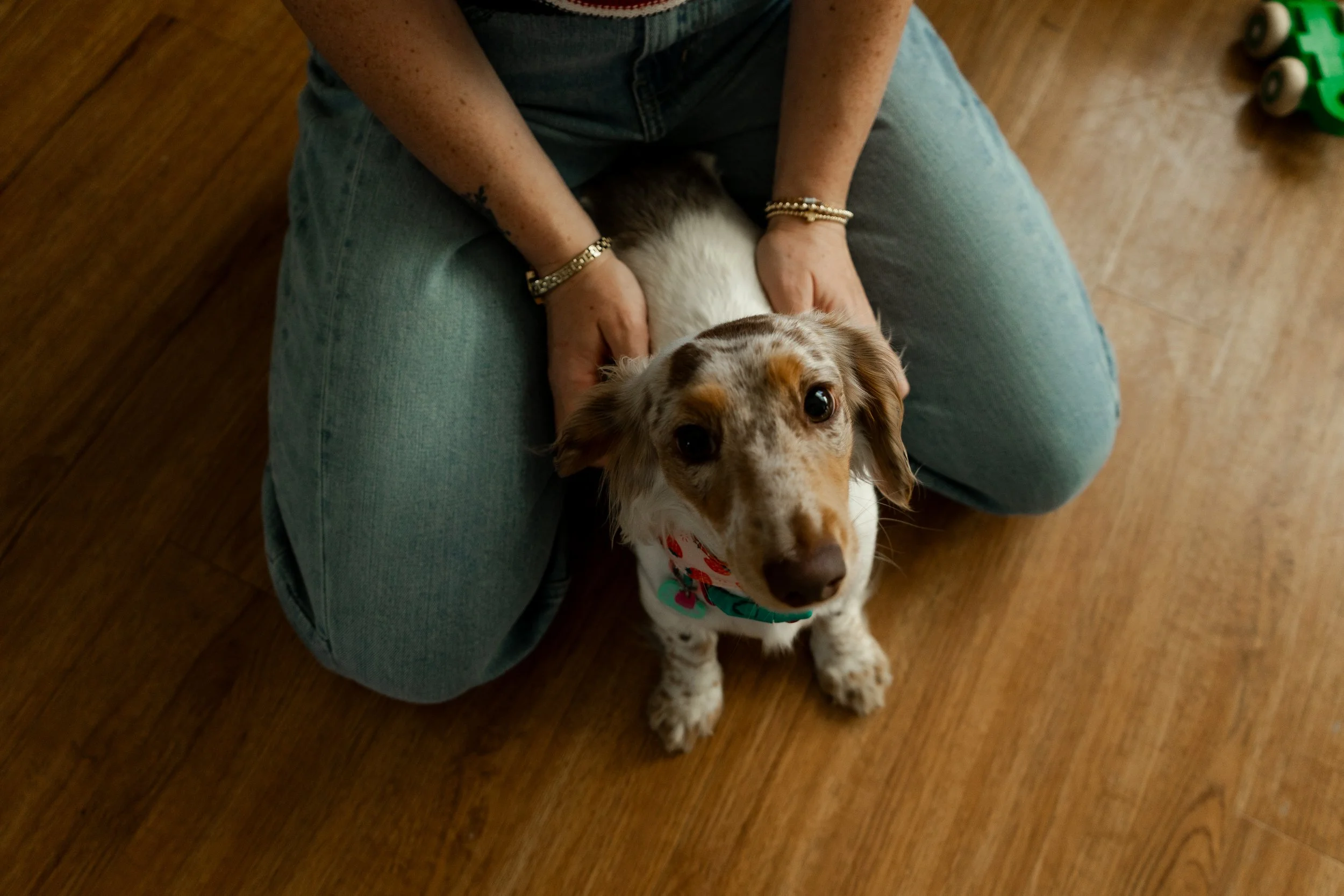 Person kneeling on wooden floor, holding a small dog with a white coat and brown spots, looking up at the camera. The person is wearing blue jeans and bracelets, and their hands are on the dog's sides.