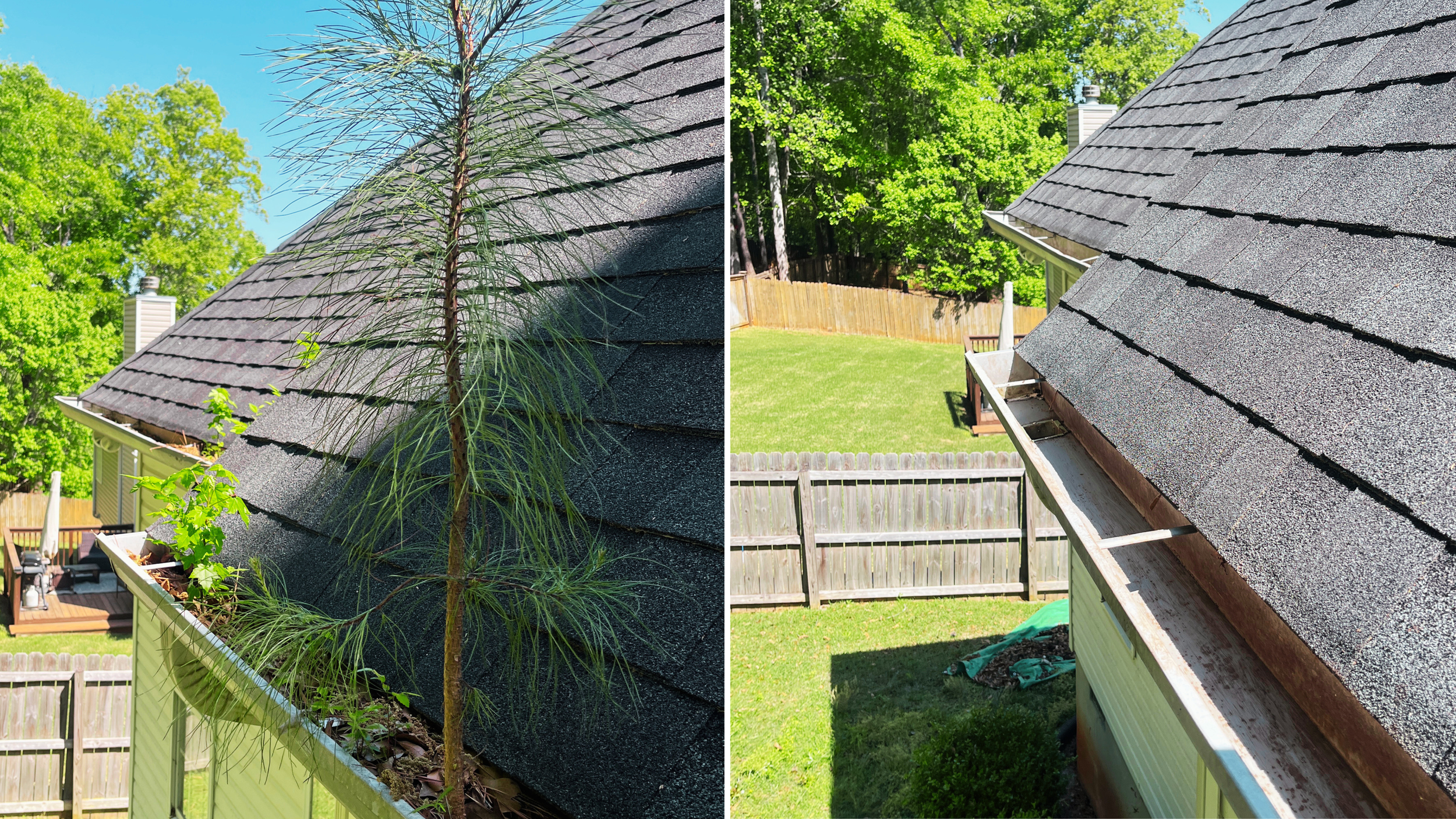 Side-by-side comparison of a house roof before and after cleaning. The left side shows a roof covered in dark algae and moss with plants growing along the edge. The right side shows a clean, algae-free roof with new shingles, and a backyard with a wooden fence and green grass.