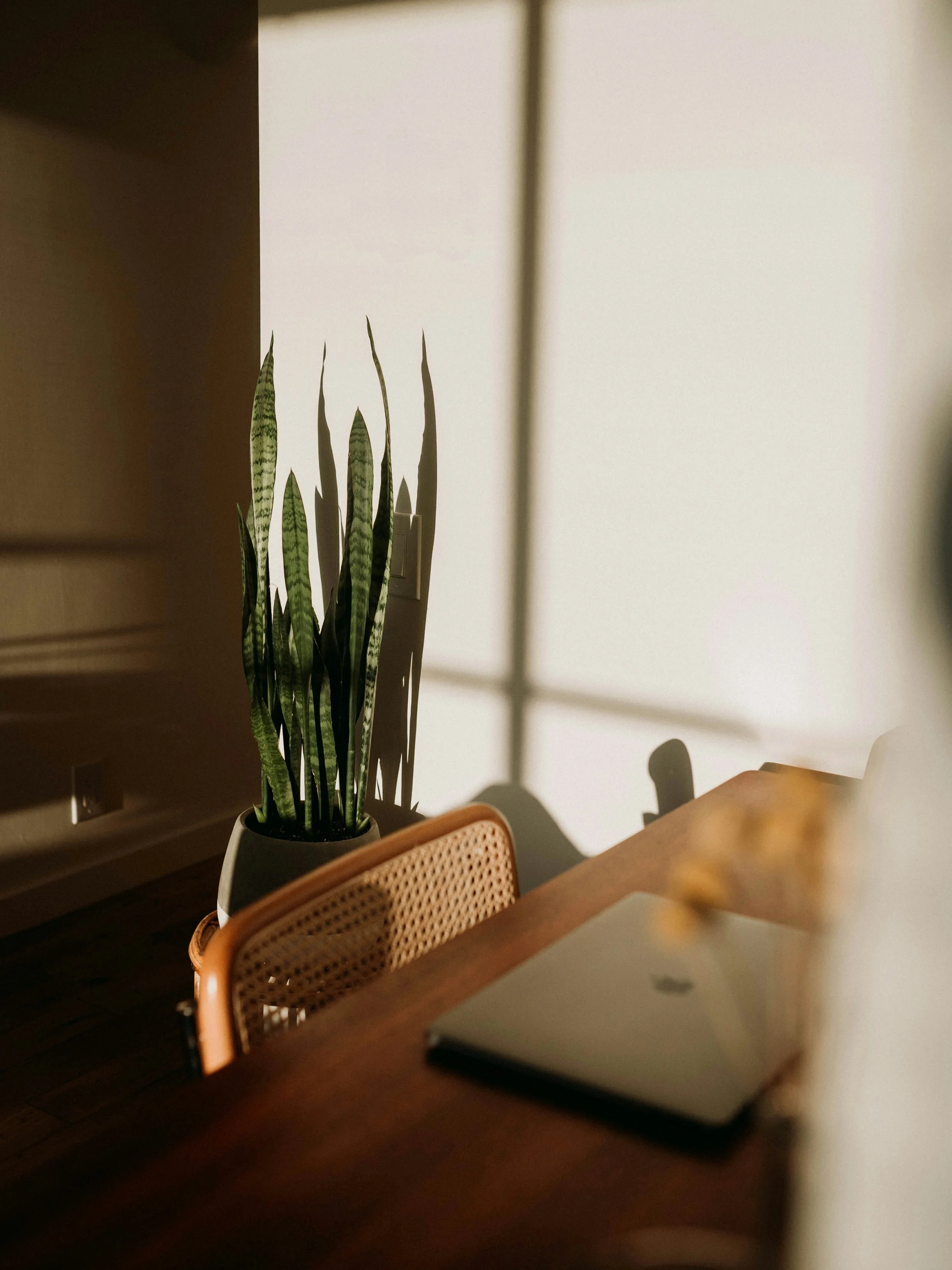 A potted snake plant with tall, pointed green leaves with dark green stripes, placed against a white wall, with sunlight casting shadows on the wall.
