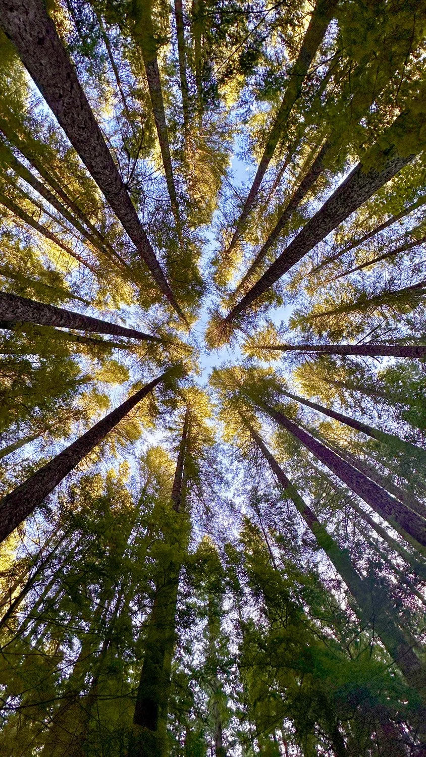 View looking up at tall pine trees with green foliage and a partly cloudy blue sky.