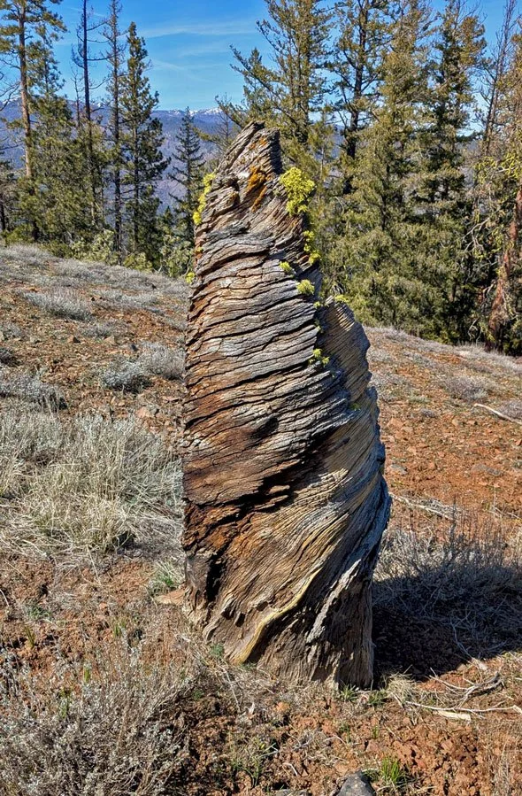 A weathered, twisted tree root or log standing upright with layered, textured wood in a natural outdoor setting with green trees and clear blue sky in the background.