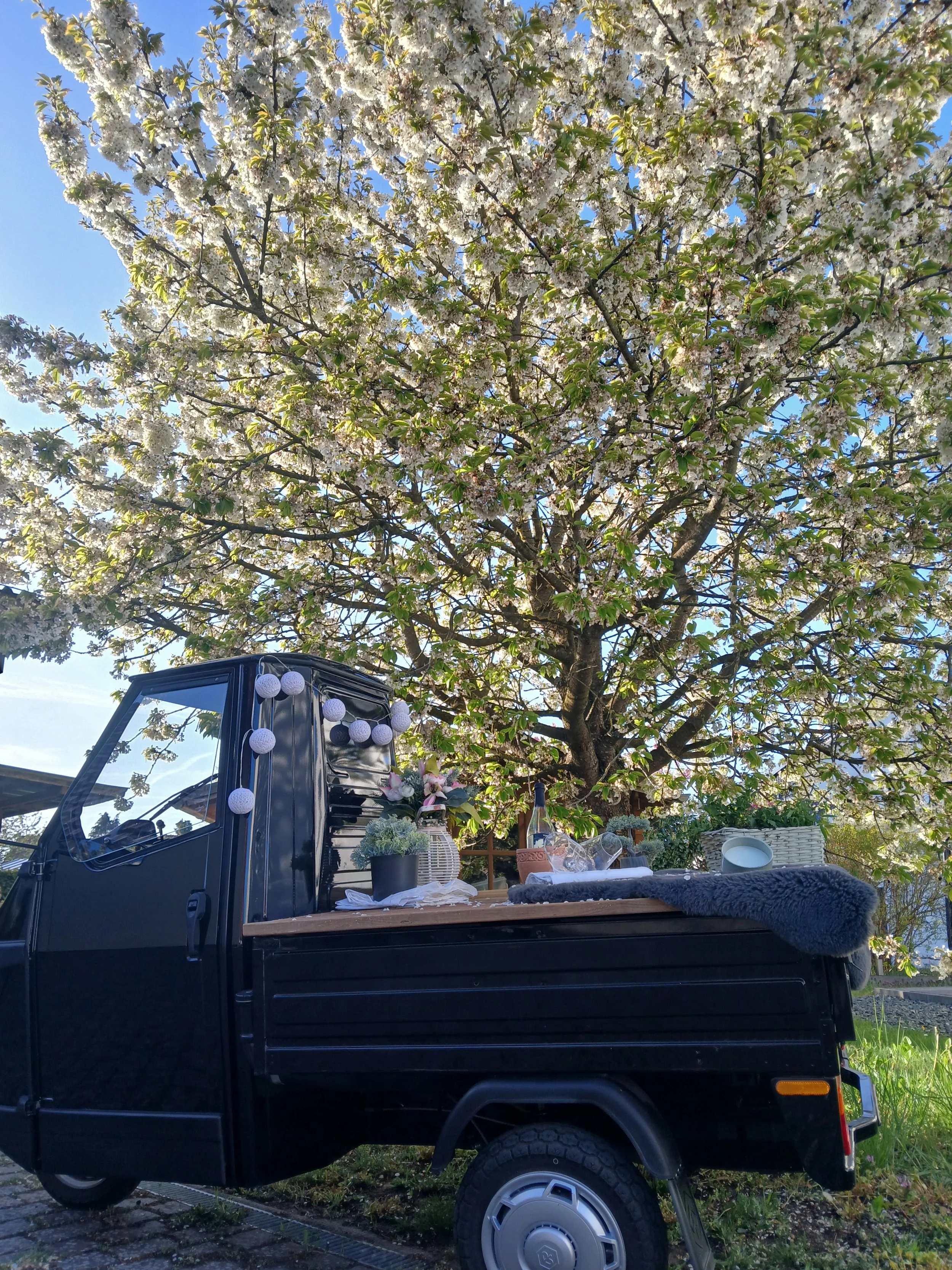 Ein schwarzer Lieferwagen mit Dekorationen, die zum Grillen oder Feiern im Freien passen, steht vor einem blühenden Obstbaum mit weißen Blüten. Der Geschmack von Frühling ist spürbar.