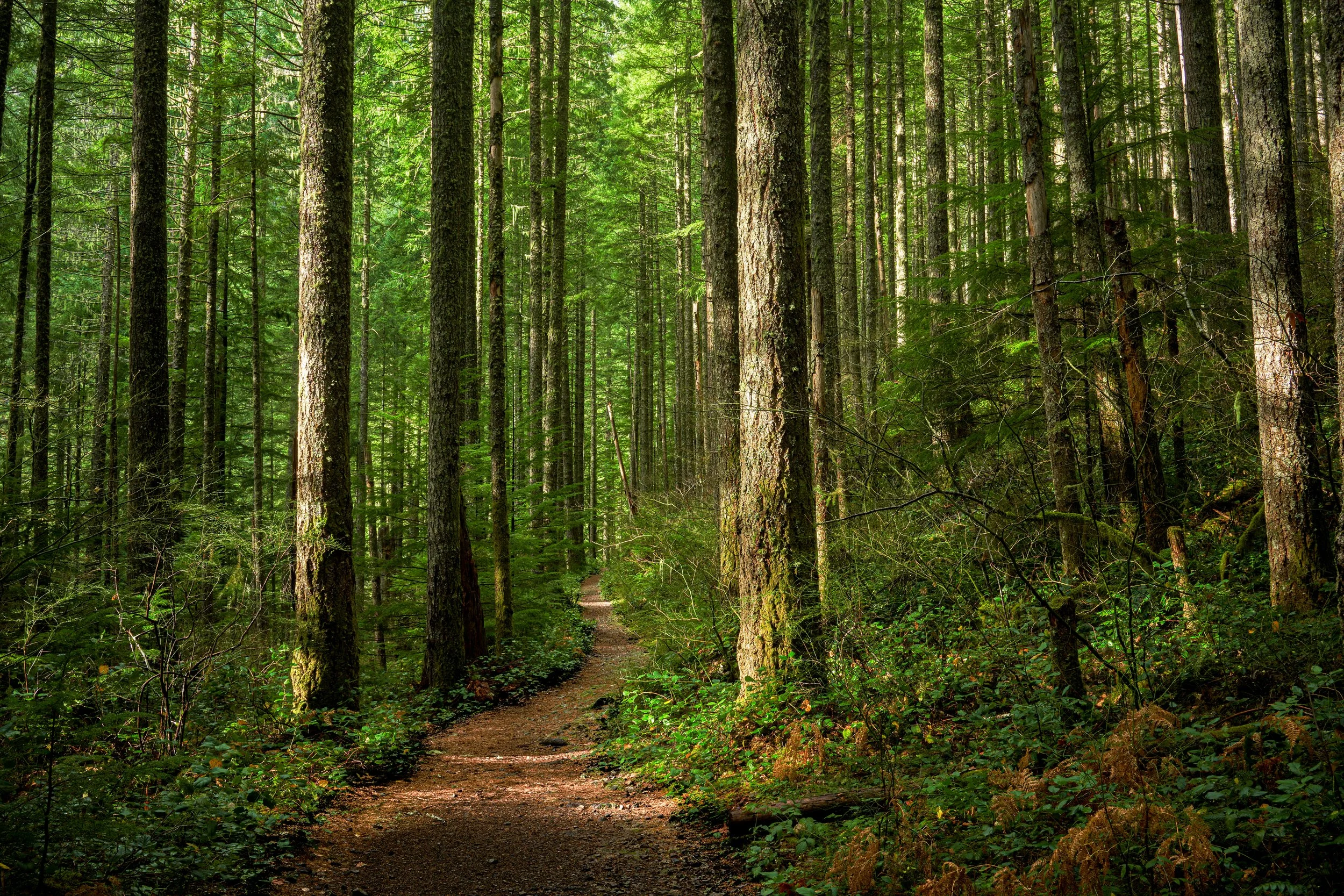 iStock-1205214235.jpg