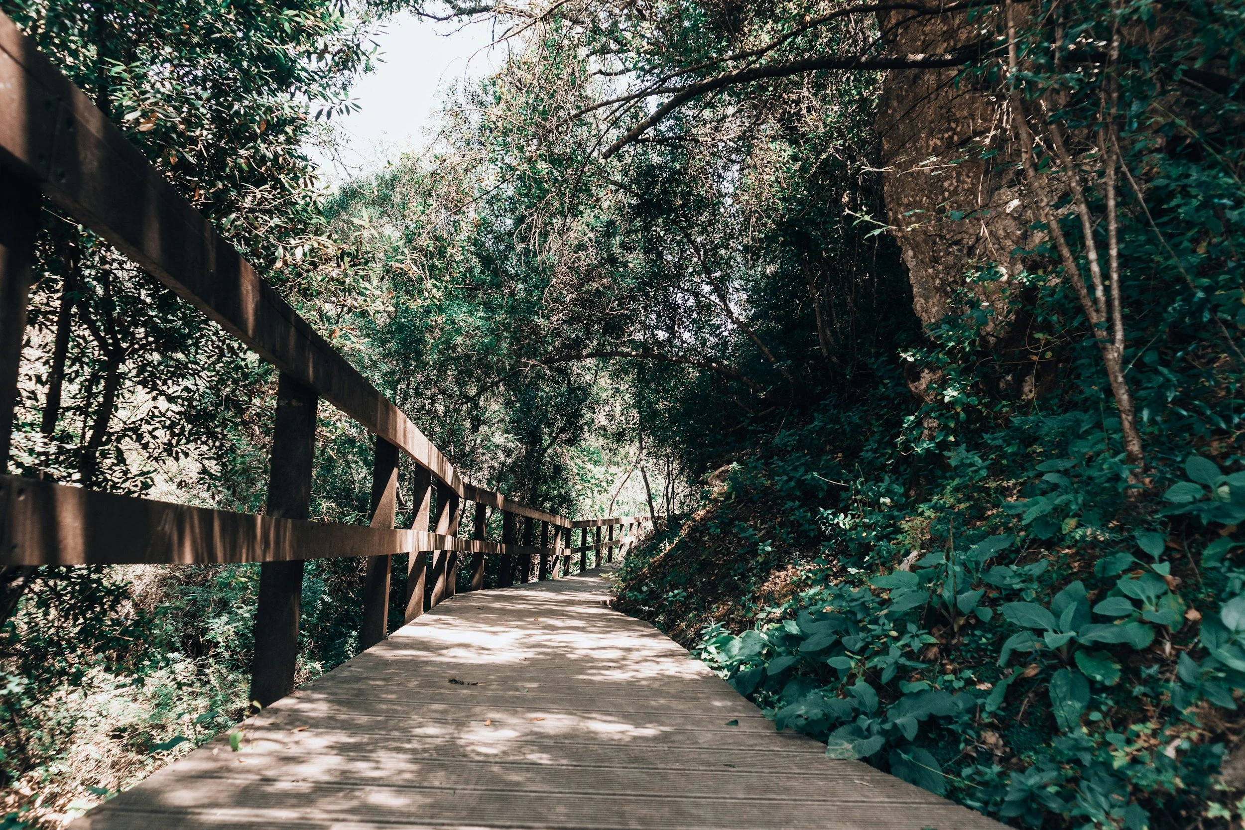 A wooden boardwalk path surrounded by lush green foliage and trees, with sunlight filtering through the leaves to show healing from anxiety, depression, trauma.