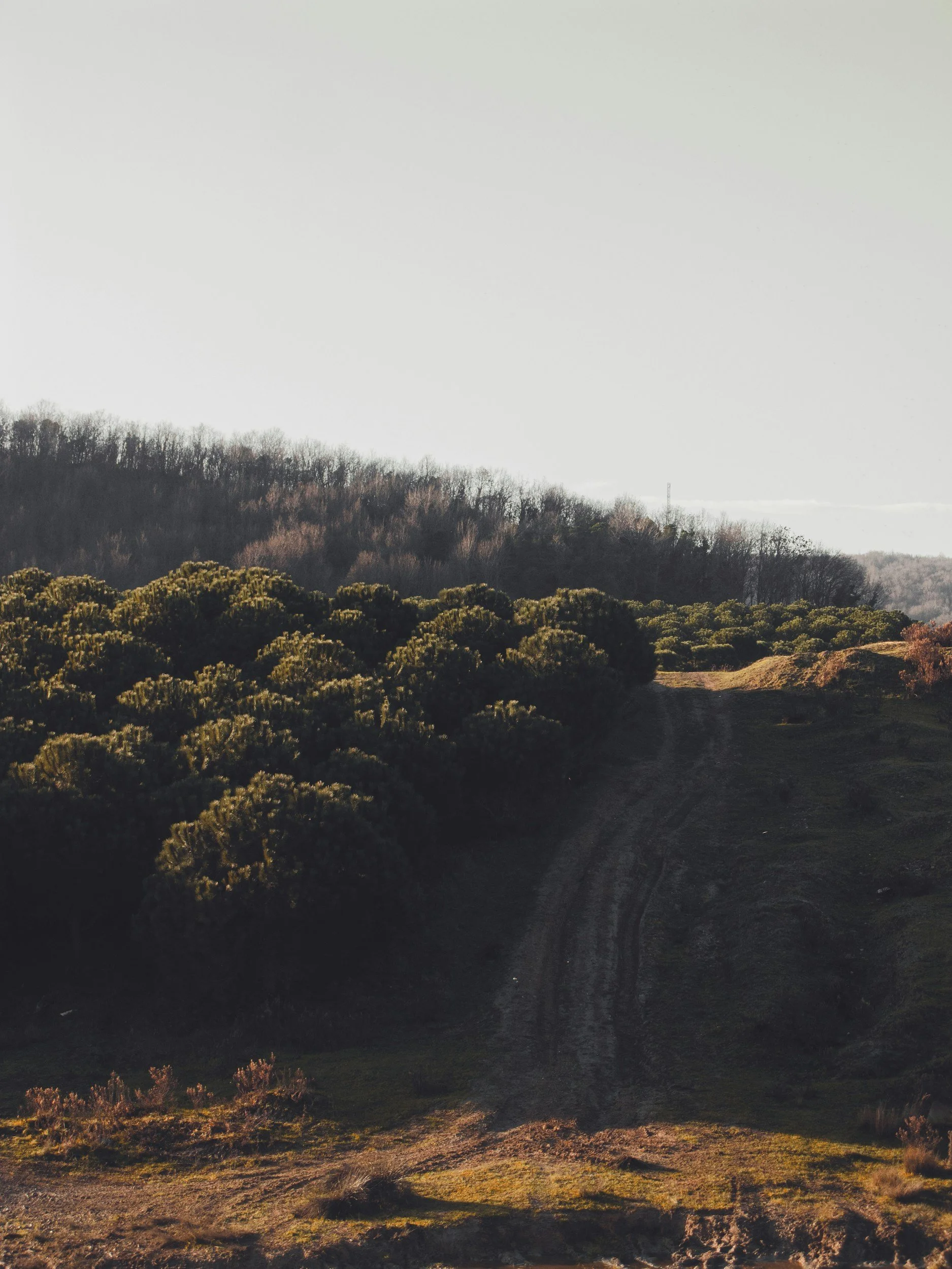 A dirt path winds through green bushes and leads to a hillside covered in leafless trees against a gray, cloudy sky showing healing, peace, restful journey