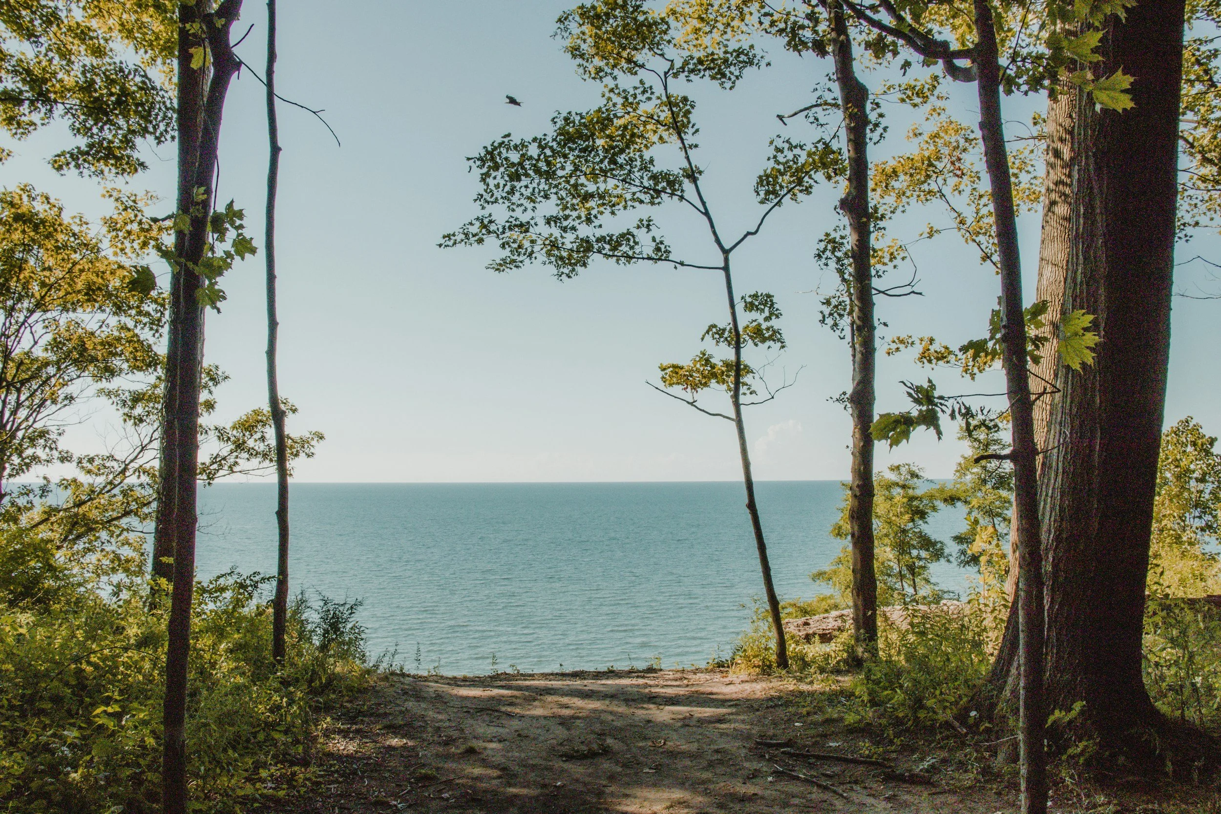 View of the ocean framed by tall trees and green foliage, with a dirt path or clearing in the foreground SYMBOLIZING freedom from anxiety, depression