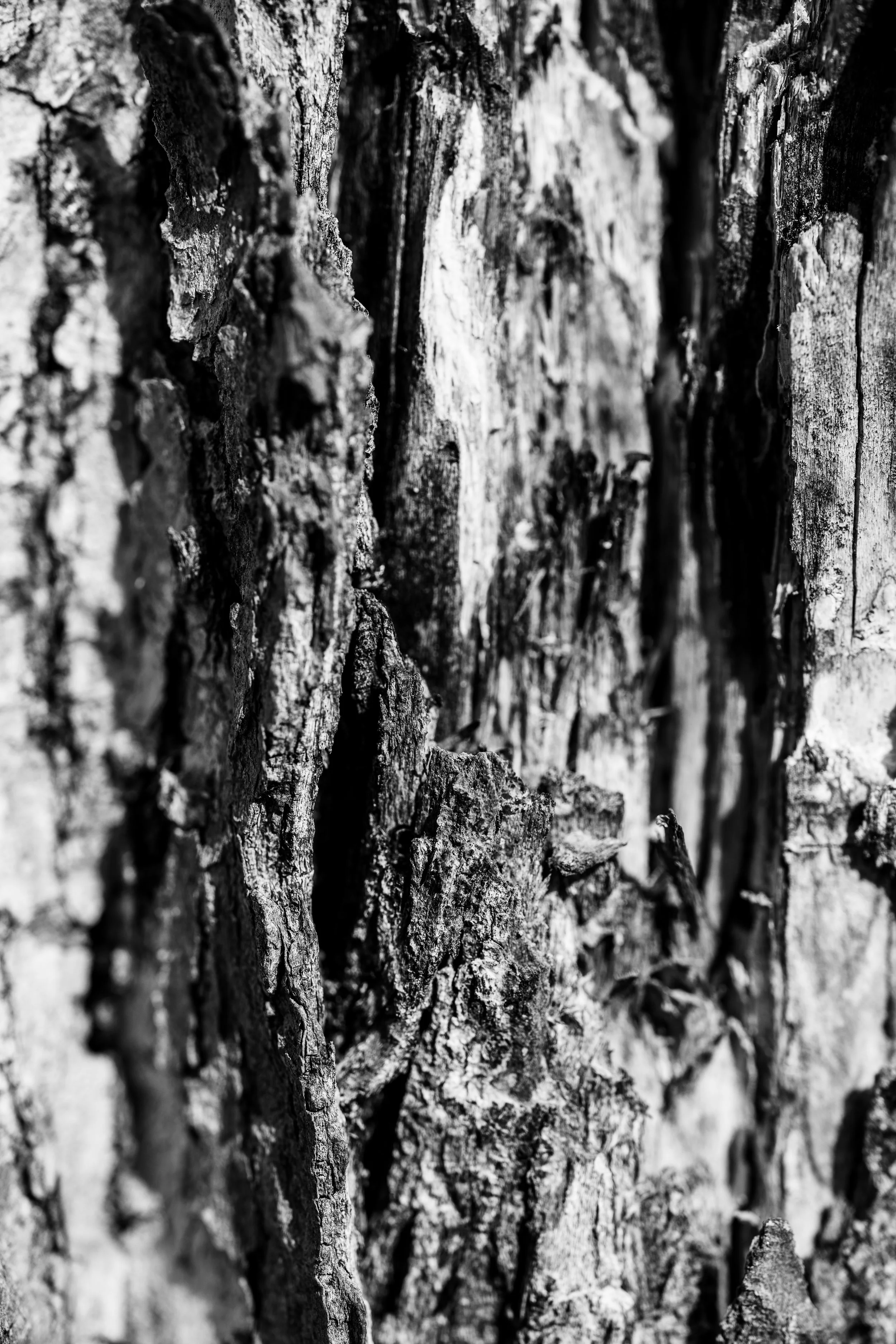 Fine art abstract macro image of tree bark in black and white