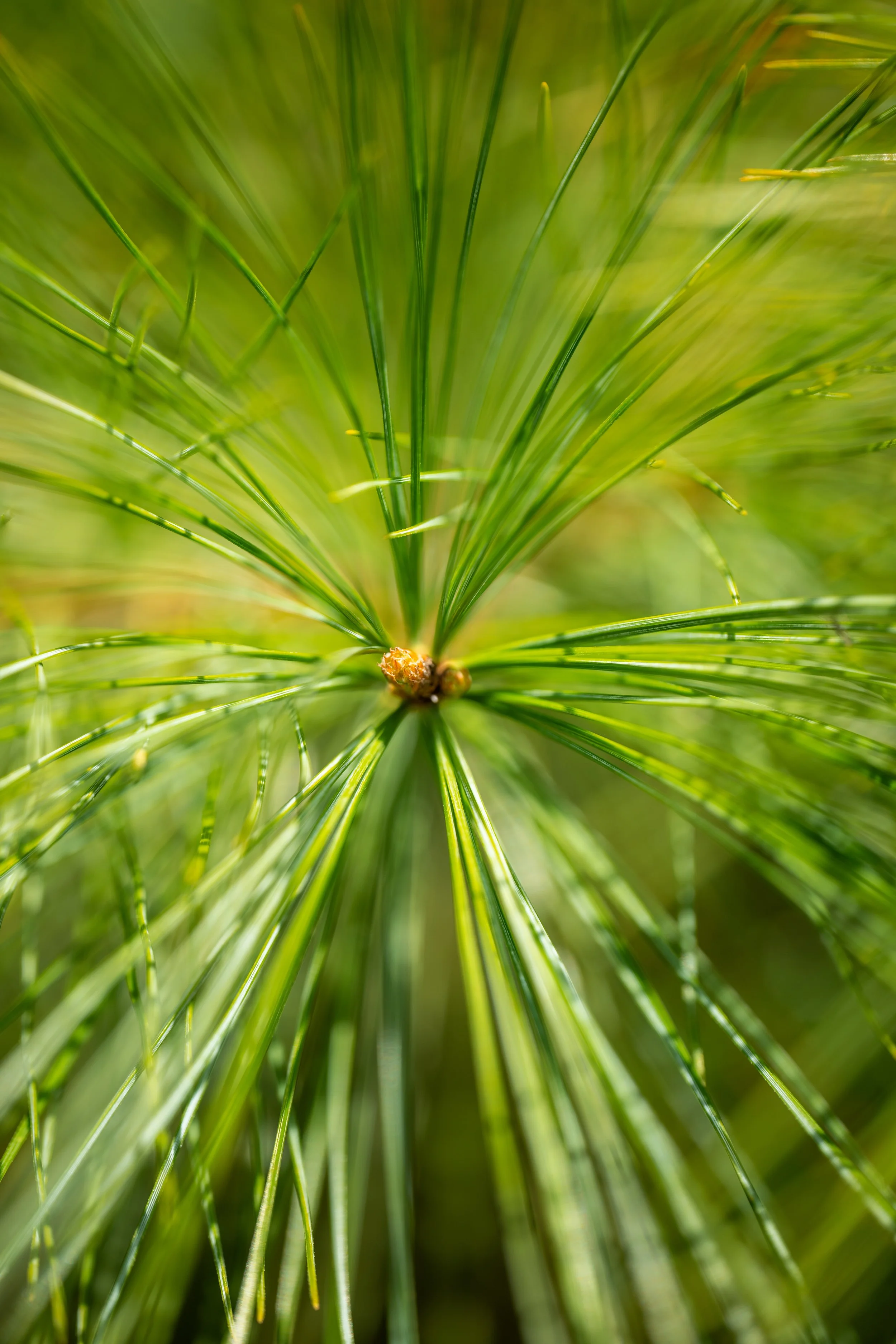 Fine art macro image of pine needles