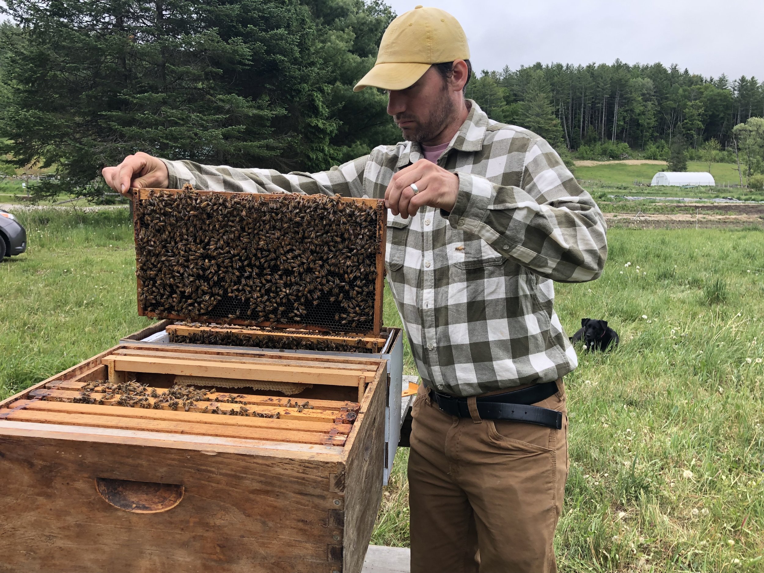 A man in a checkered shirt and tan cap inspecting a beehive frame full of bees outdoors on a grassy field with trees in the background.