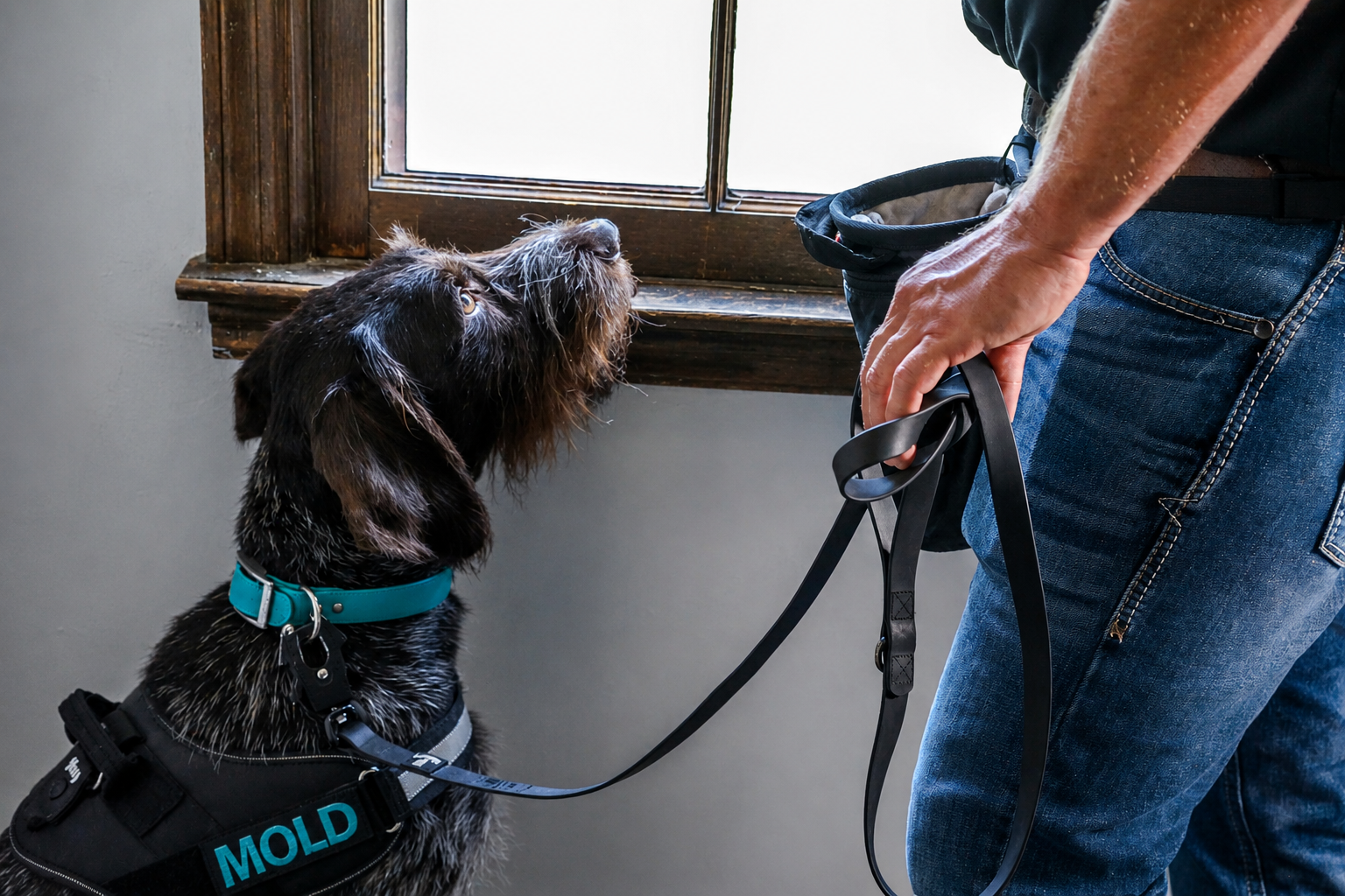 A person with a guide dog looking out a window.