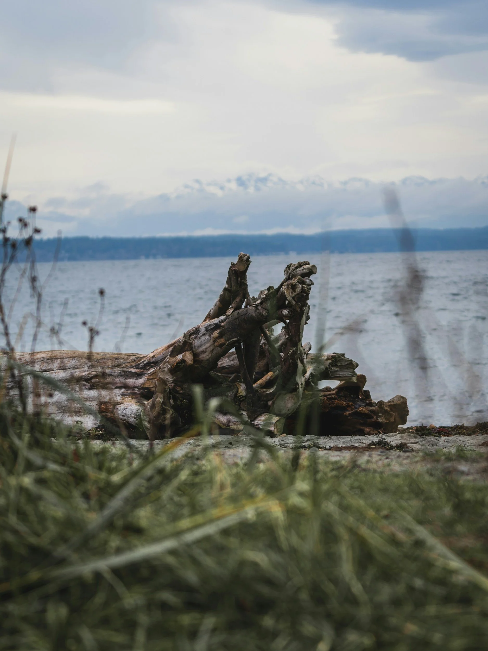 A large piece of driftwood lying on a sandy shore with grass in the foreground, facing a large body of water and an overcast sky with clouds in the background.