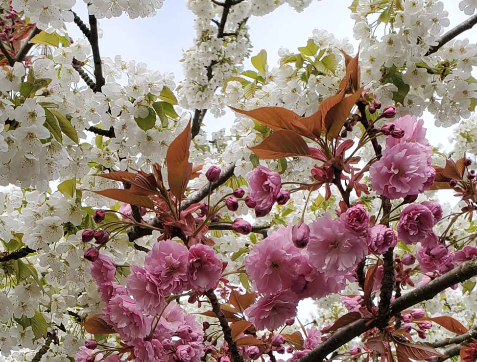 Close-up of pink cherry blossoms and white flowering branches with brown leaves on a tree.