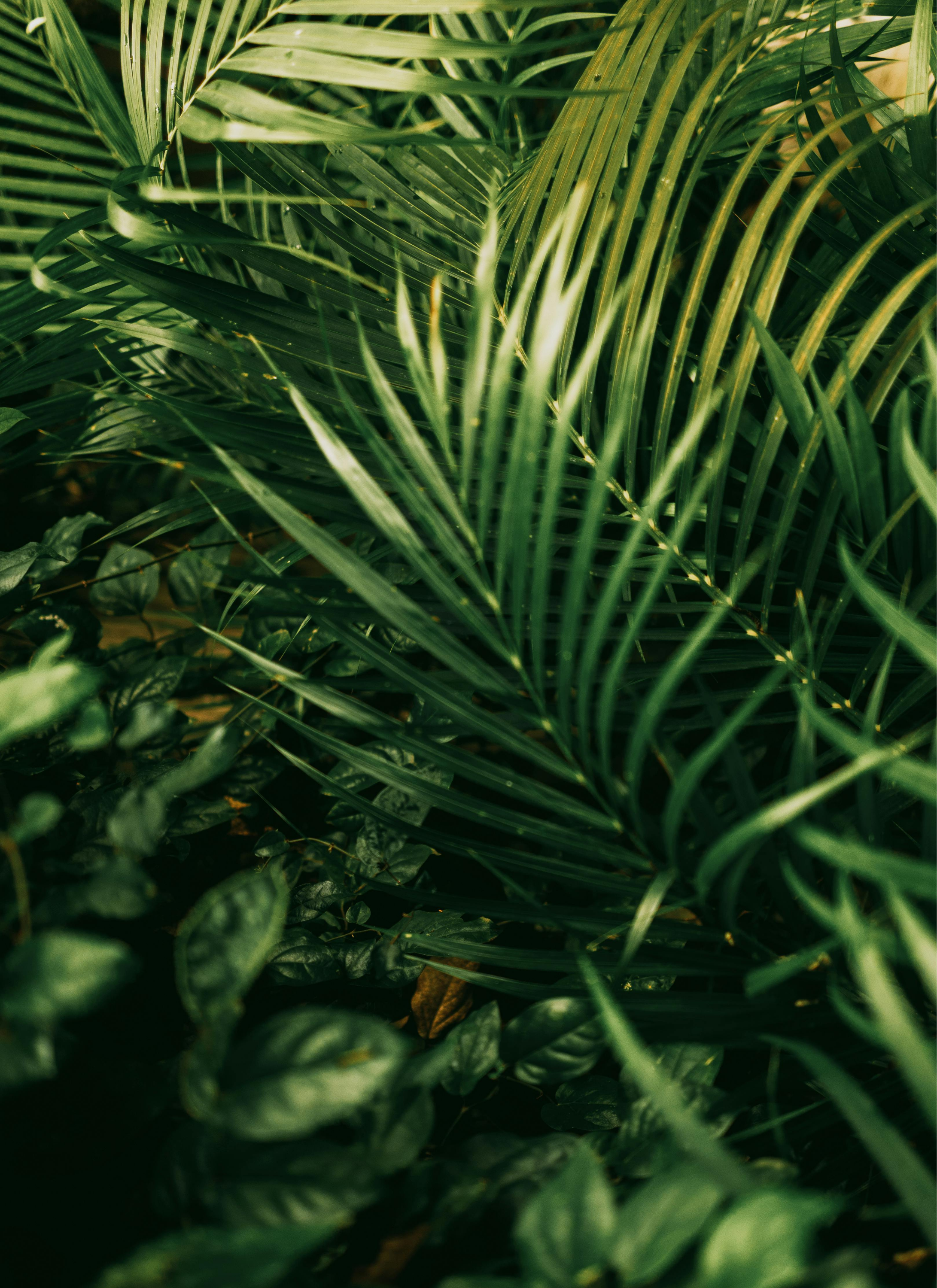 Dense green foliage with long, slender palm leaves and broad, textured leaves.