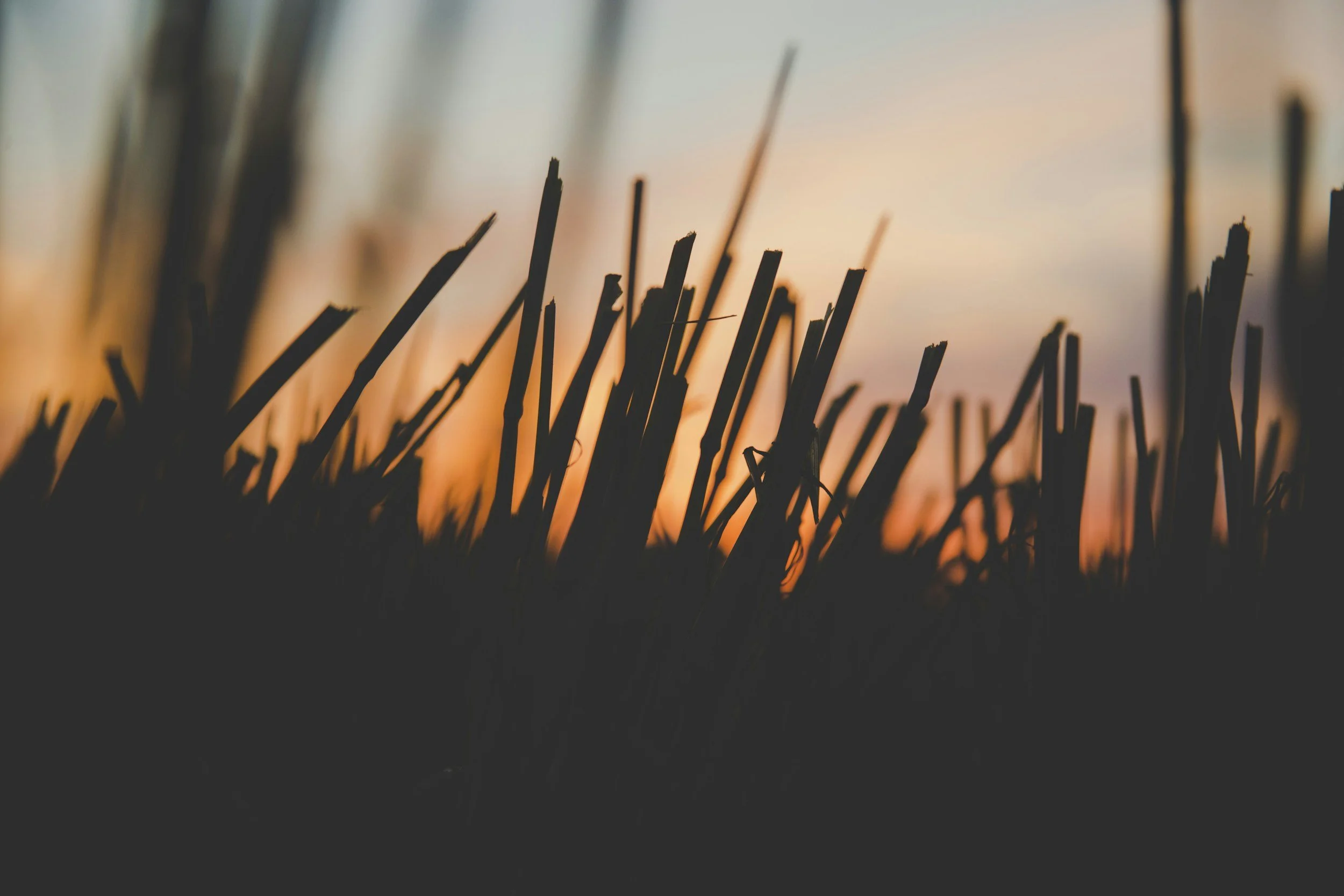 Silhouette of grass blades in front of a sunset sky with orange and blue hues.