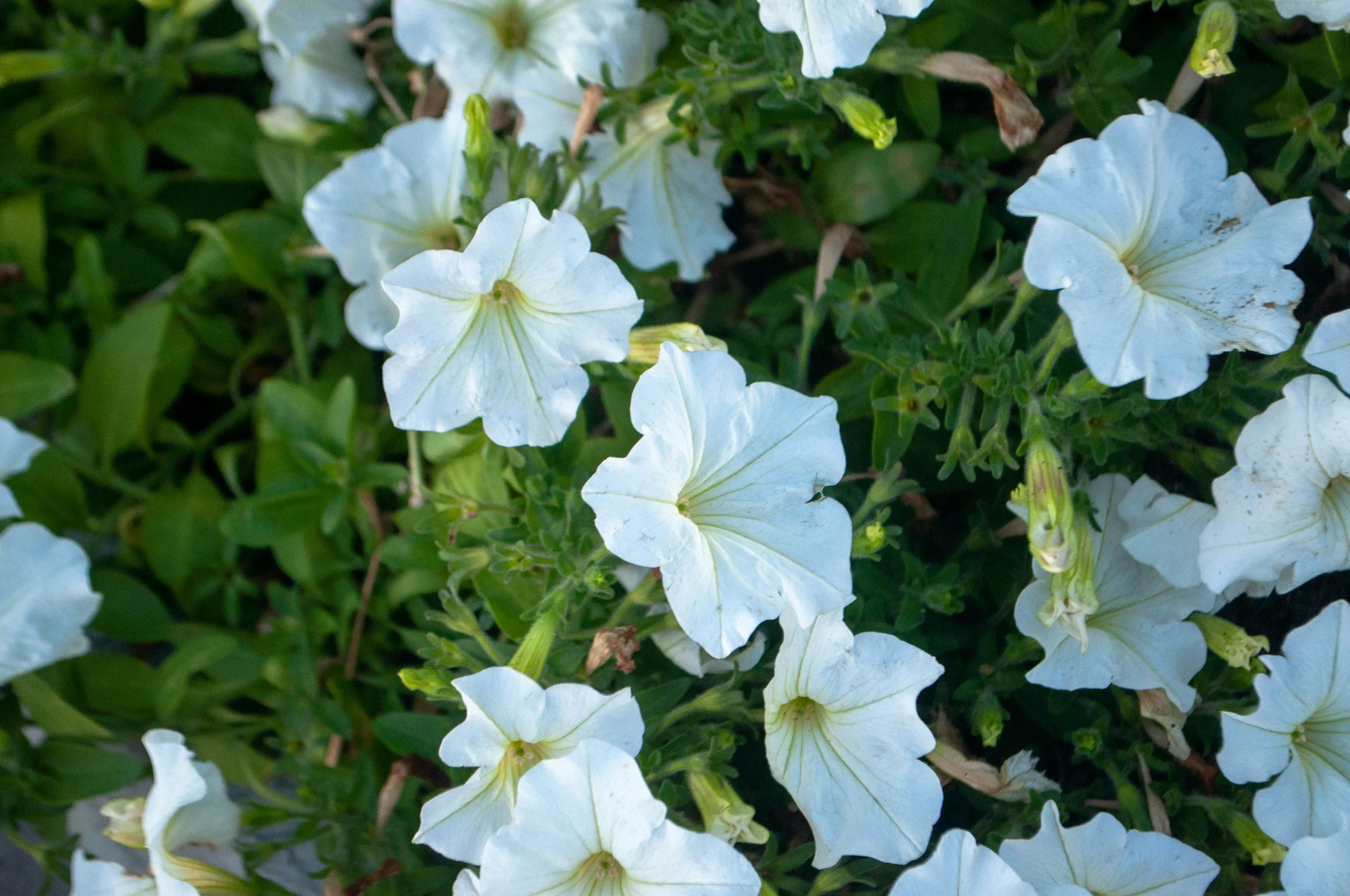 SEICO_Commercial Landscaping