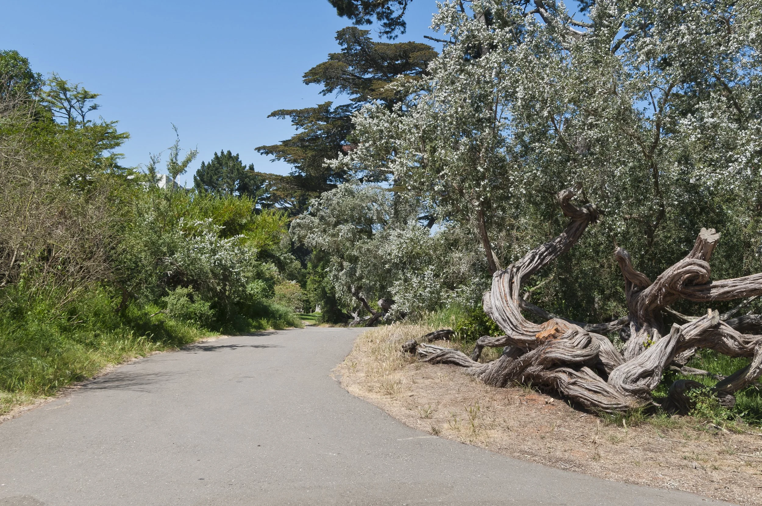 A winding paved path through lush greenery with flowering trees and a twisted, gnarled fallen tree trunk on the right side.