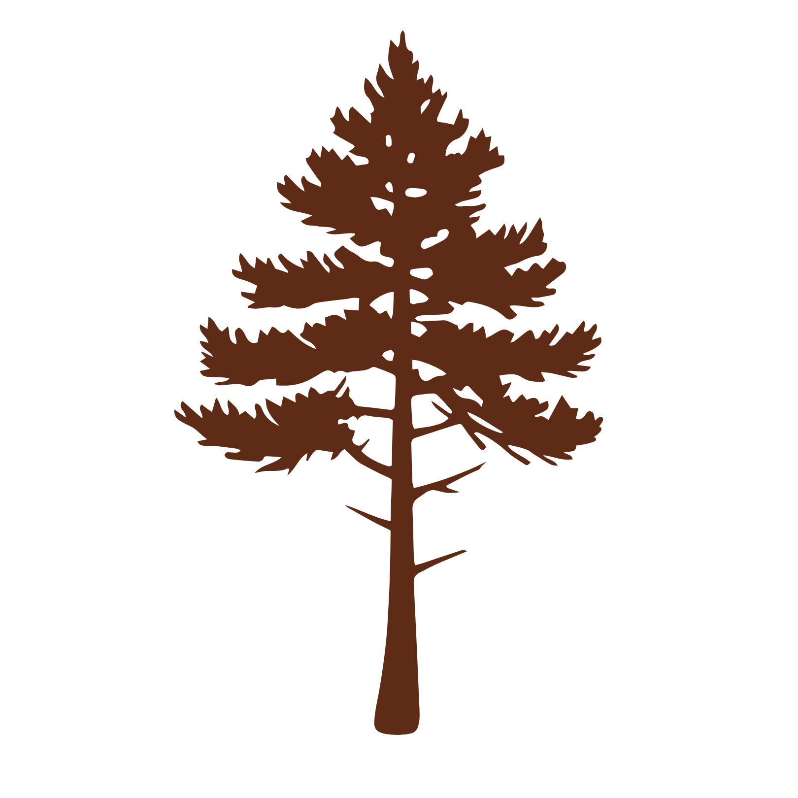 A brown silhouette of a tall pine tree with sparse branches and needles, set against a black background.