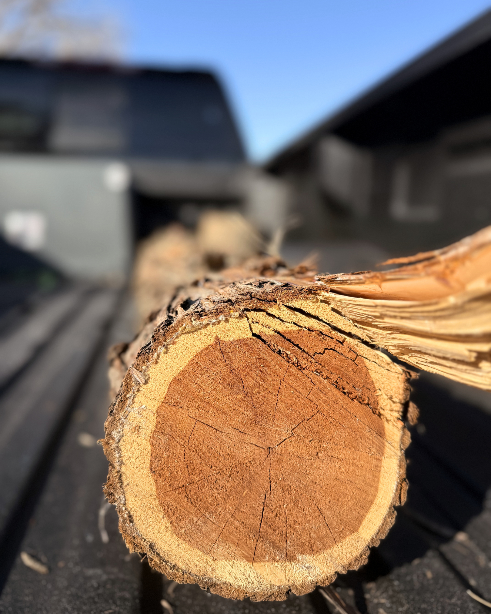 Close-up view of a cut tree log with visible growth rings and rough bark on the outer edge, positioned horizontally on the ground outdoors.