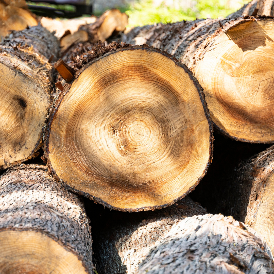 Close-up of stacked cut logs showing tree rings and bark.