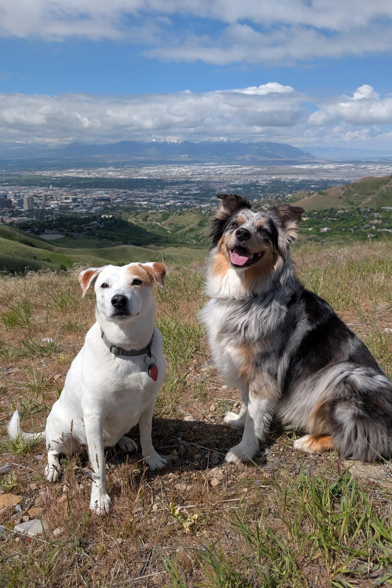 Two dogs sitting on a hillside with a city and mountain range in the background. One dog is white with a collar, and the other is a merle-colored Australian Shepherd.