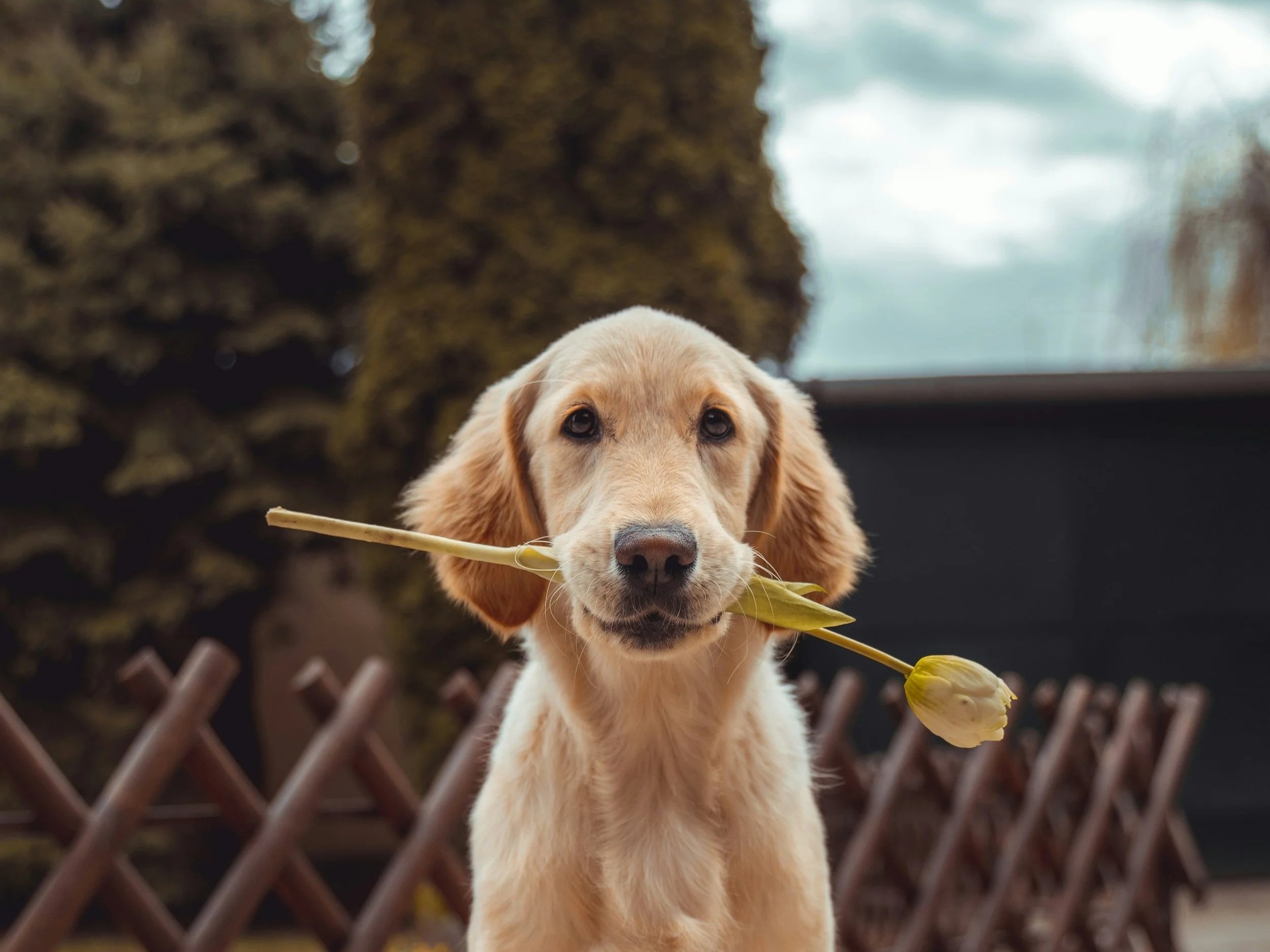 A Labrador Retriever puppy holding a yellow tulip in its mouth outdoors with a blurred background of trees and a fence.