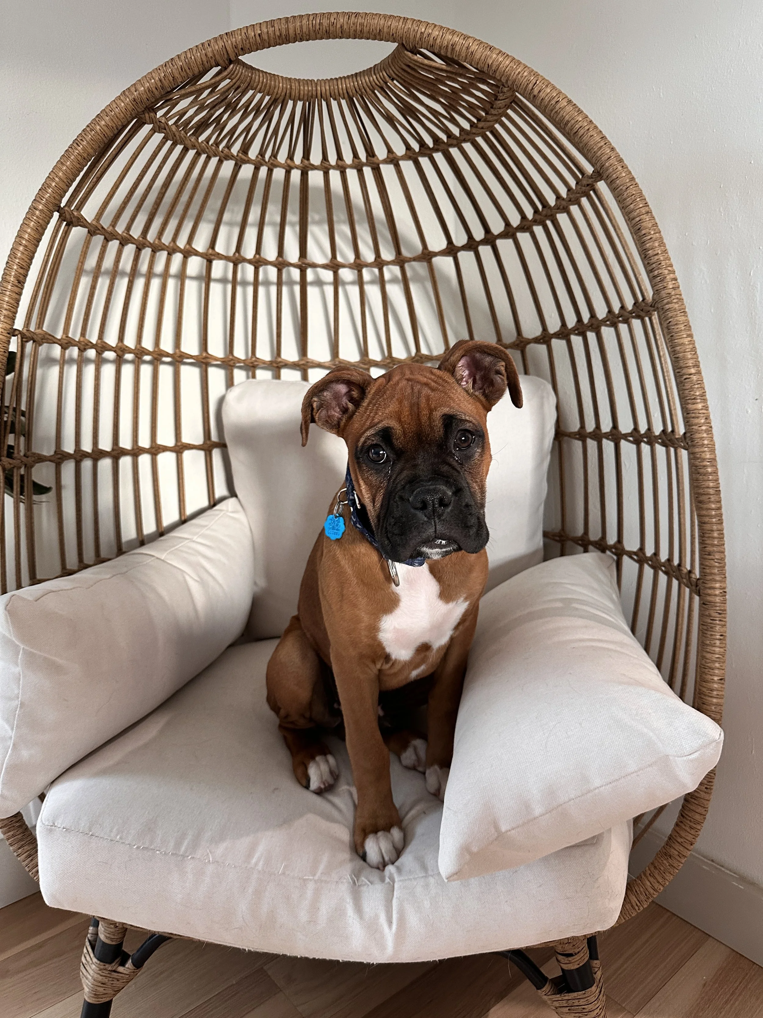 A brown puppy with a black face and floppy ears sitting on a white cushioned chair with a wicker frame, looking at the camera.