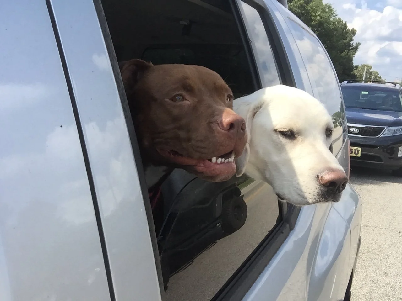Two dogs, one brown and one white, with their heads sticking out of a car window.