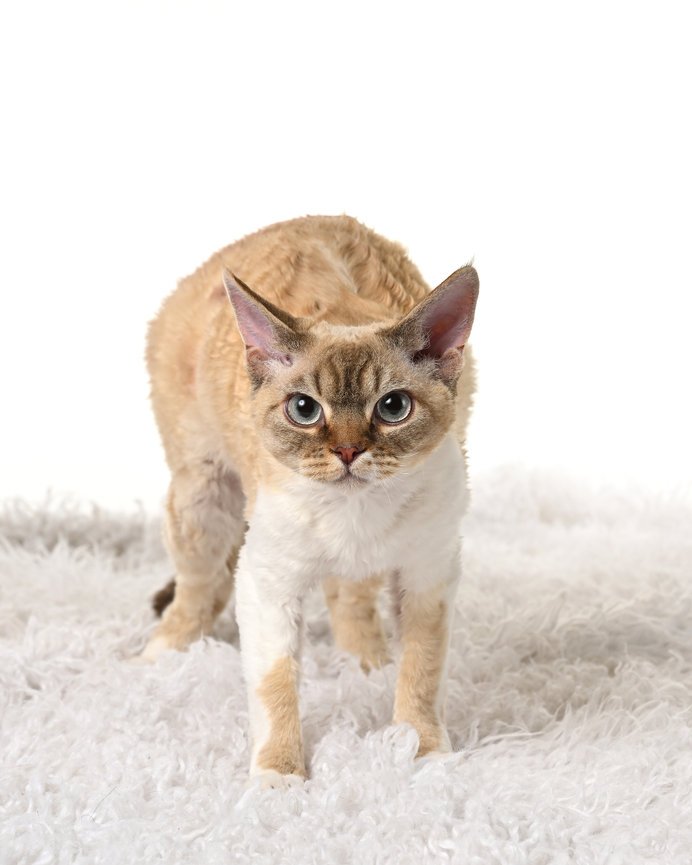 A Siamese cat standing on a white fluffy surface with a plain white background.