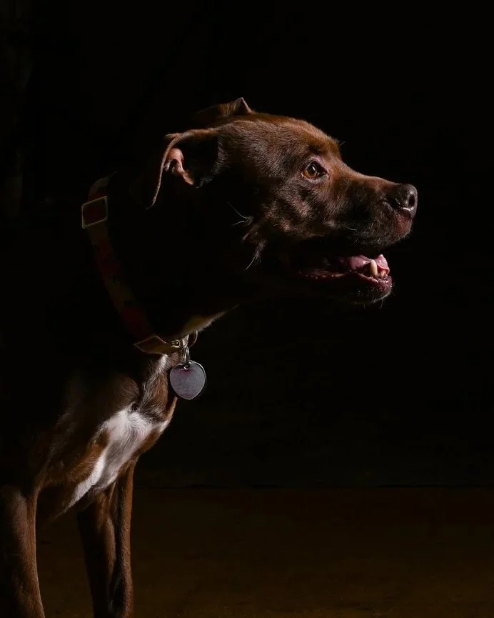 Brown dog with a collar and tag, looking to the right in a dark background.