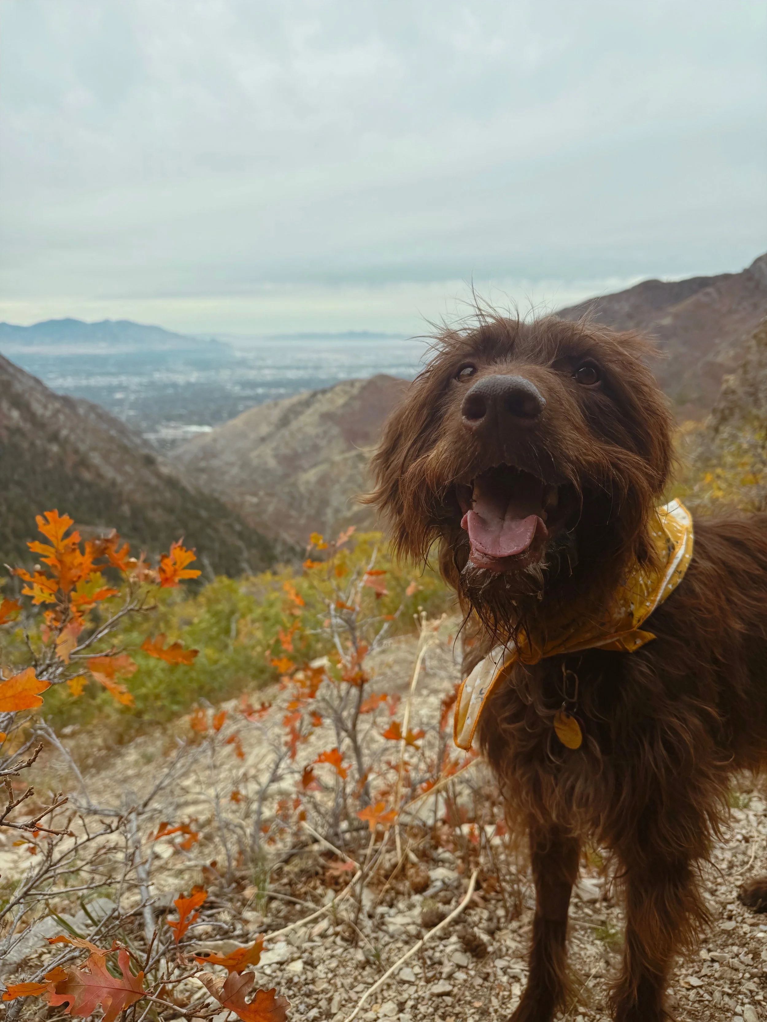 Dog in a canyon in SLC