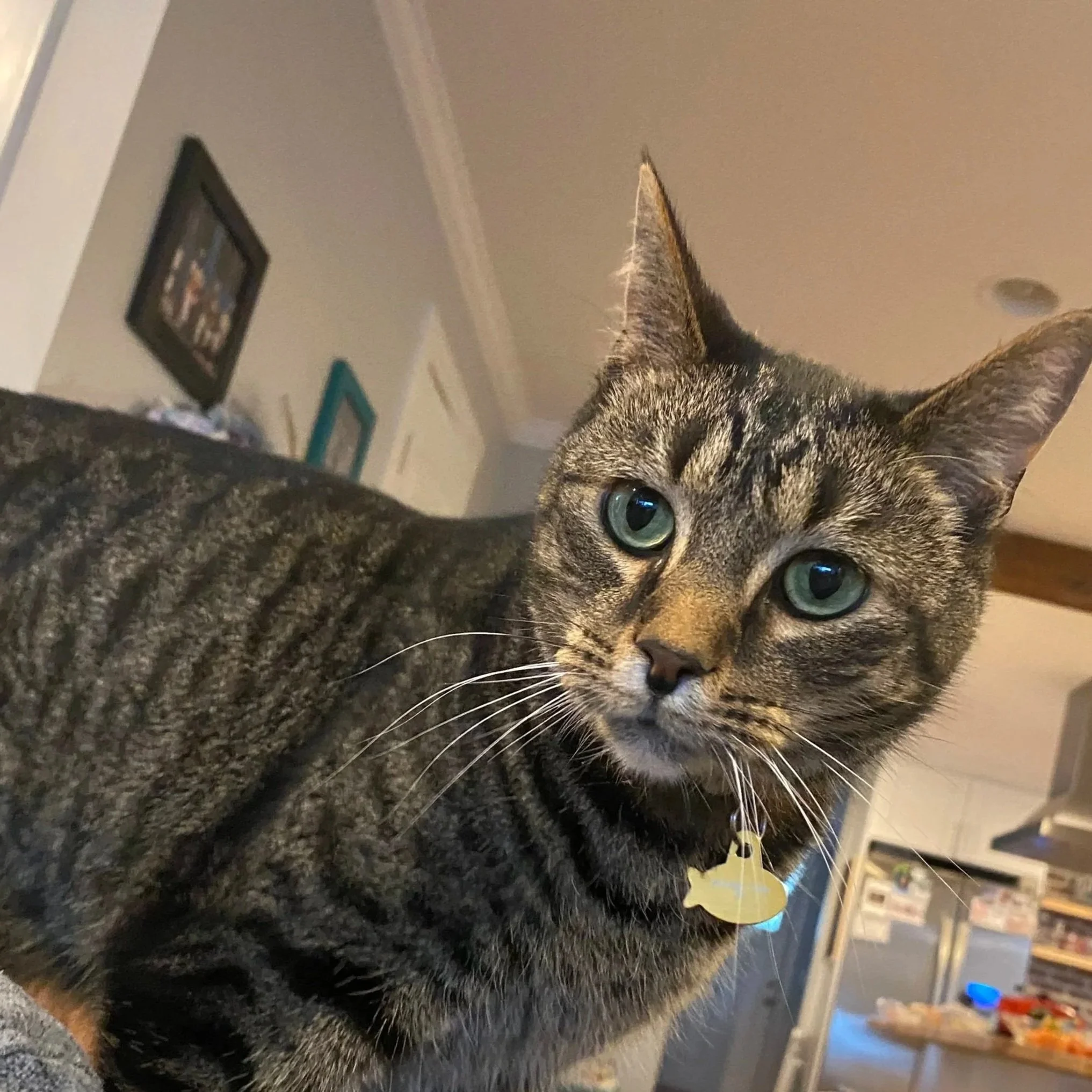 Close-up of a gray tabby cat with green eyes resting on a dark textured surface, looking directly at the camera with a partial view of its face and ears visible.