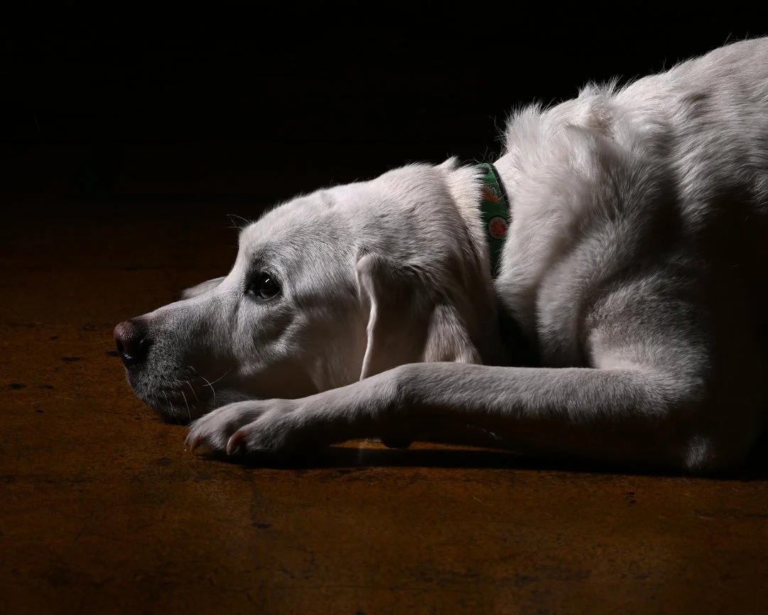 A white puppy lying on a wooden floor, resting with its head down and looking to the side in a dimly lit environment.