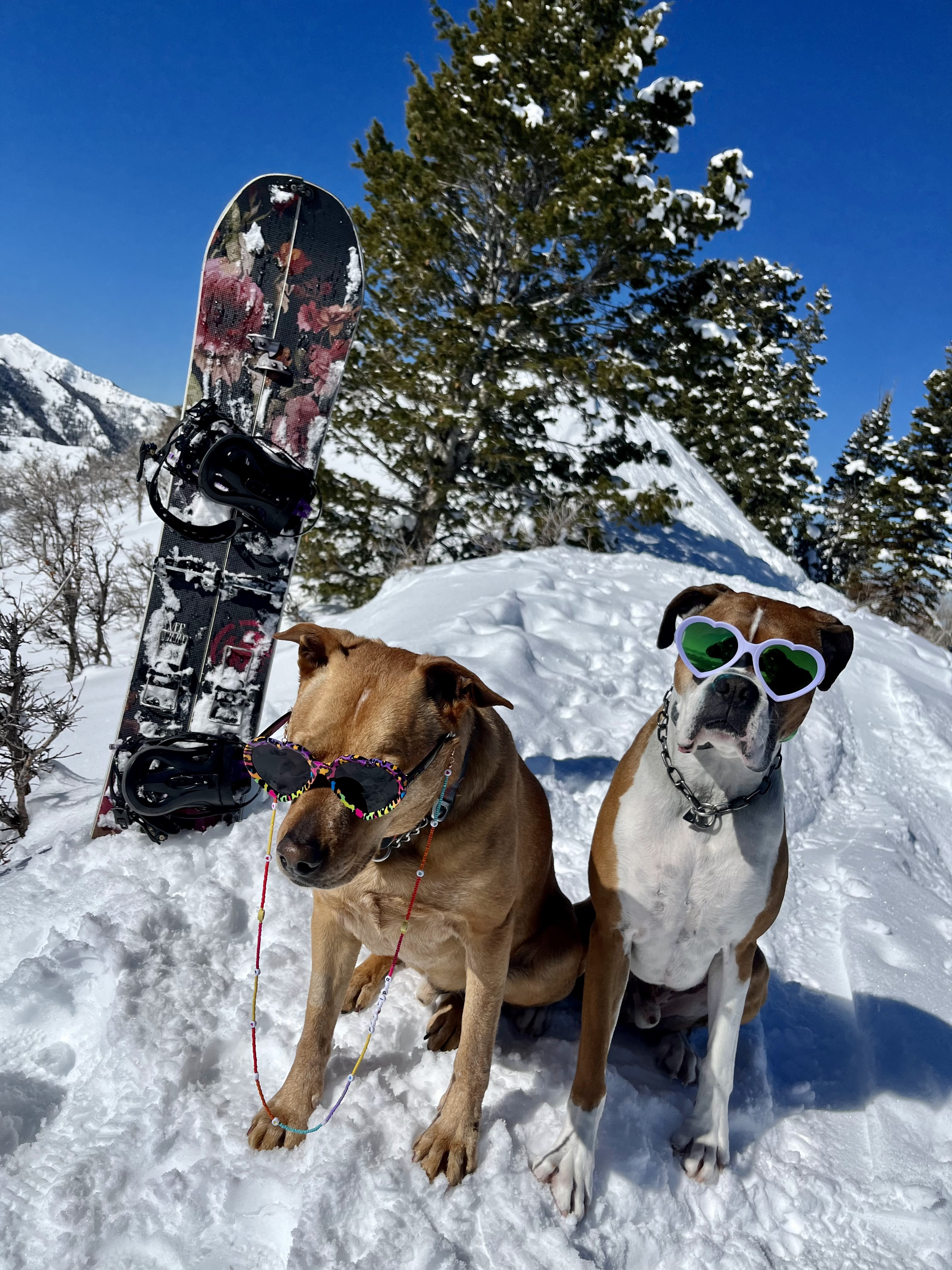 Two dogs sitting in the snow, wearing sunglasses and colorful collars. A snowboard is positioned vertically in the snow behind them, surrounded by snow-covered trees and mountains under a clear blue sky.