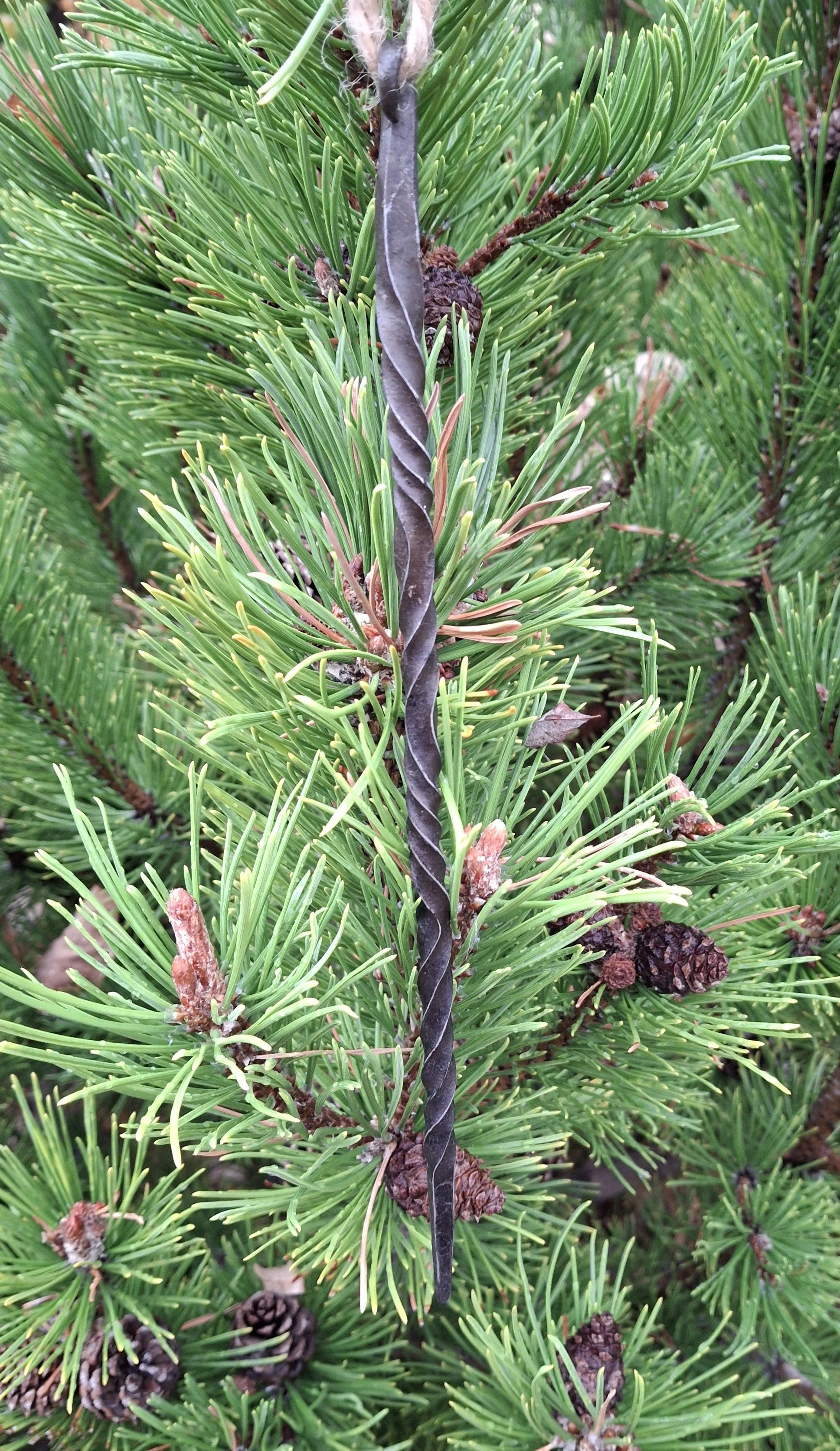 Close-up of a pine branch with green needles, pine cones, and a twisted black metal wire.