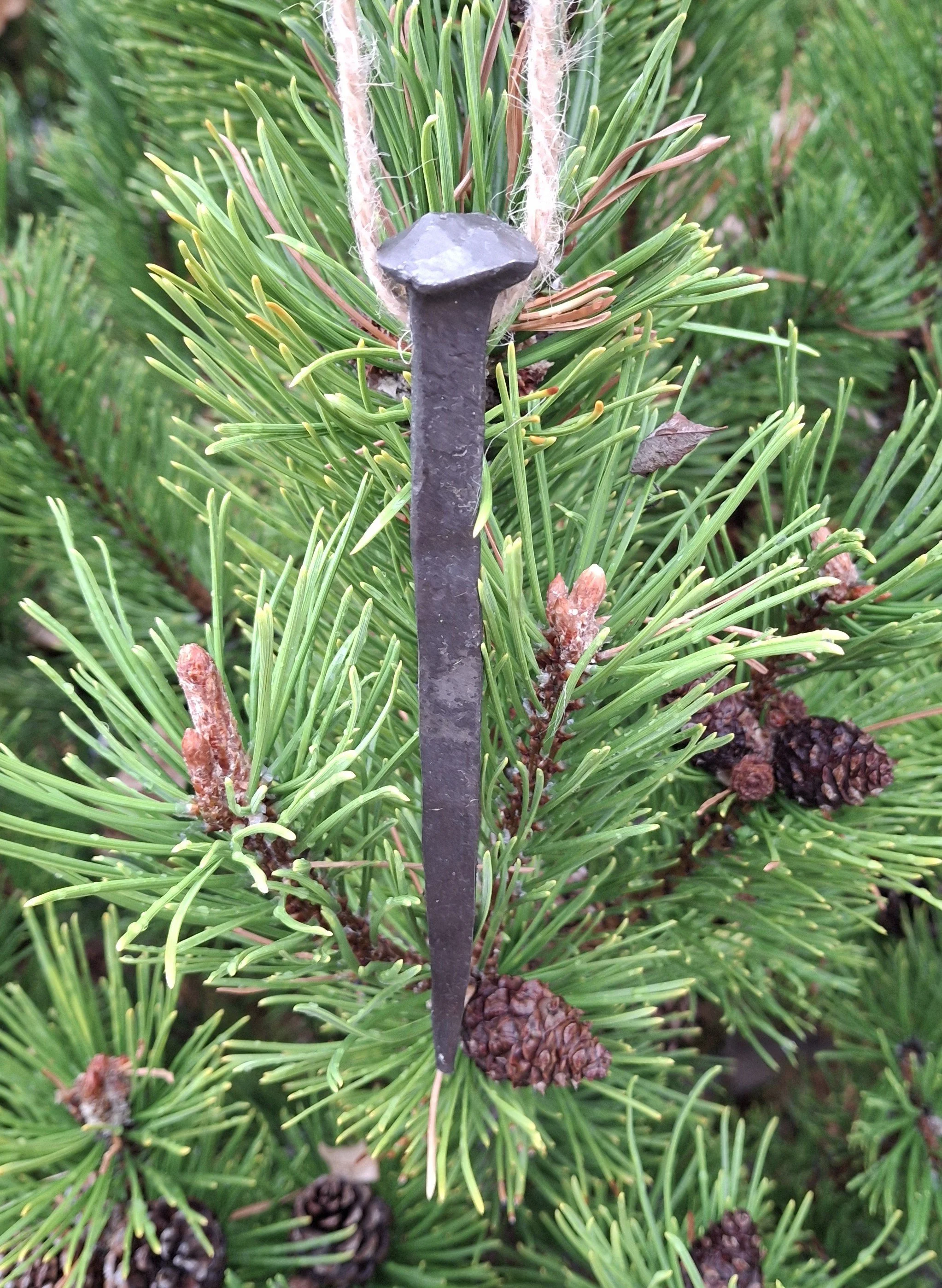 Close-up of a metal nail embedded in a pine tree branch with green needles and pinecones.