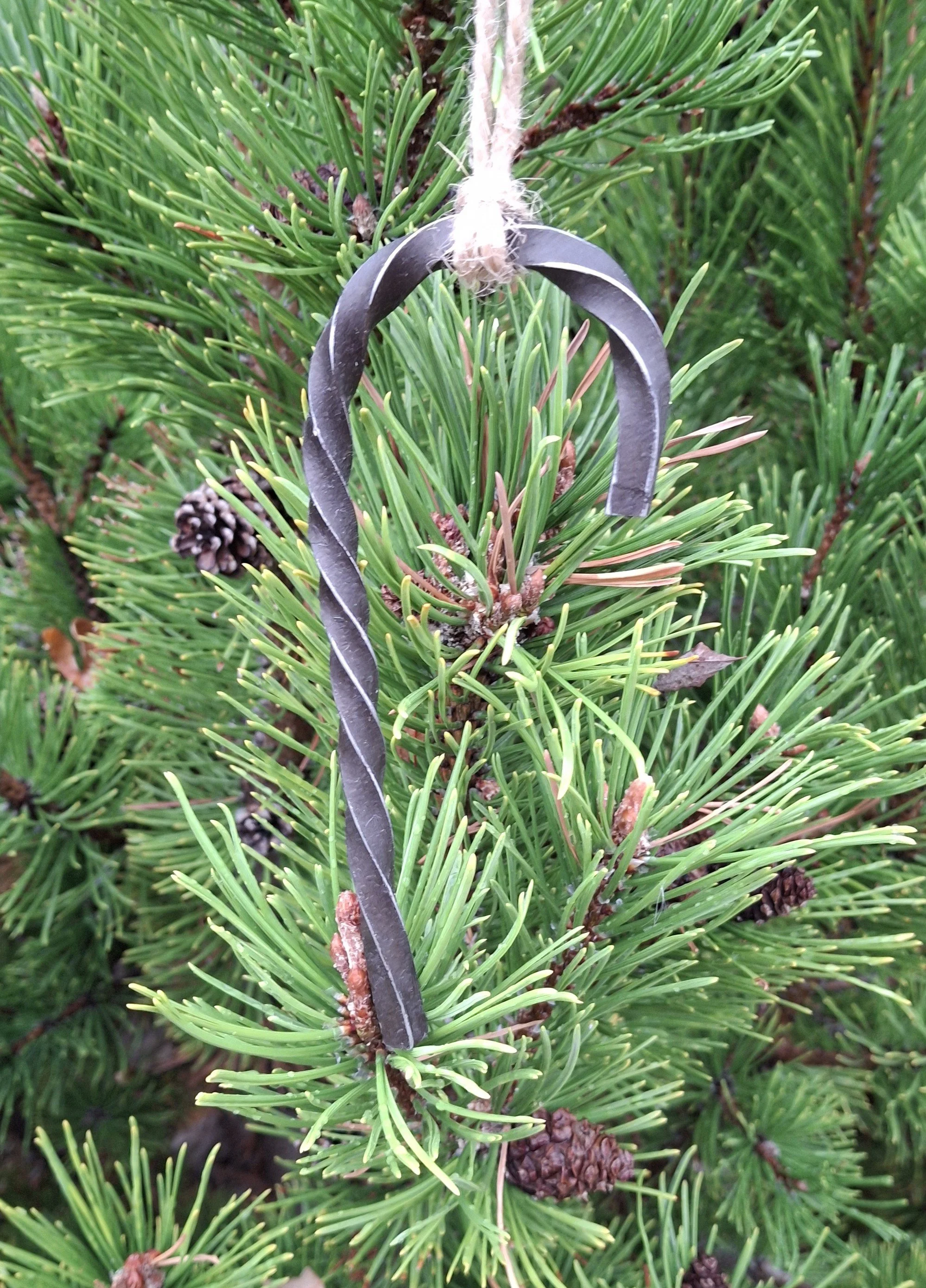 Metal hook hanging on a green pine tree branch