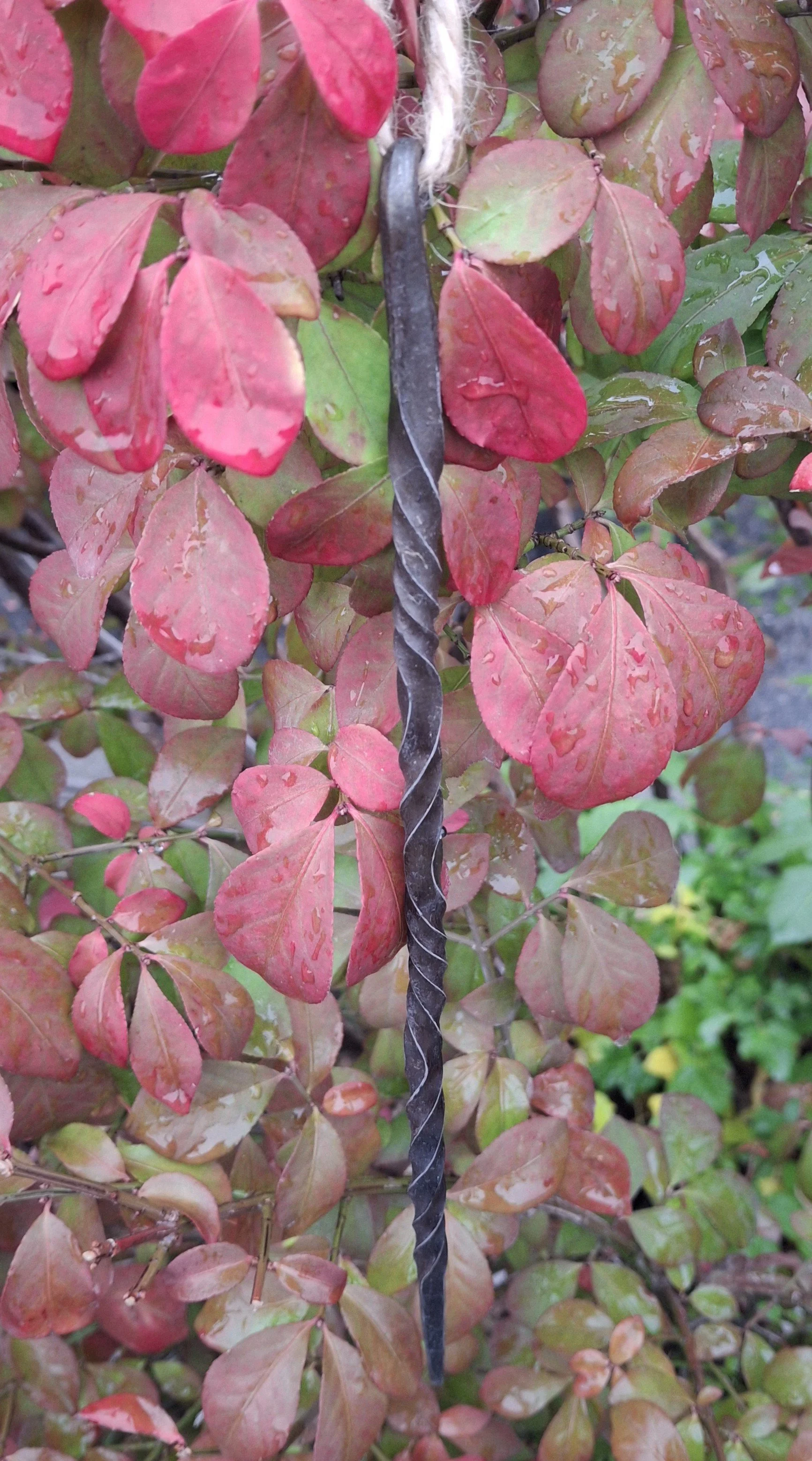 Close-up of red and green variegated leaves with water droplets on a plant, with a black and silver twisted metal rod or tool running through the middle.