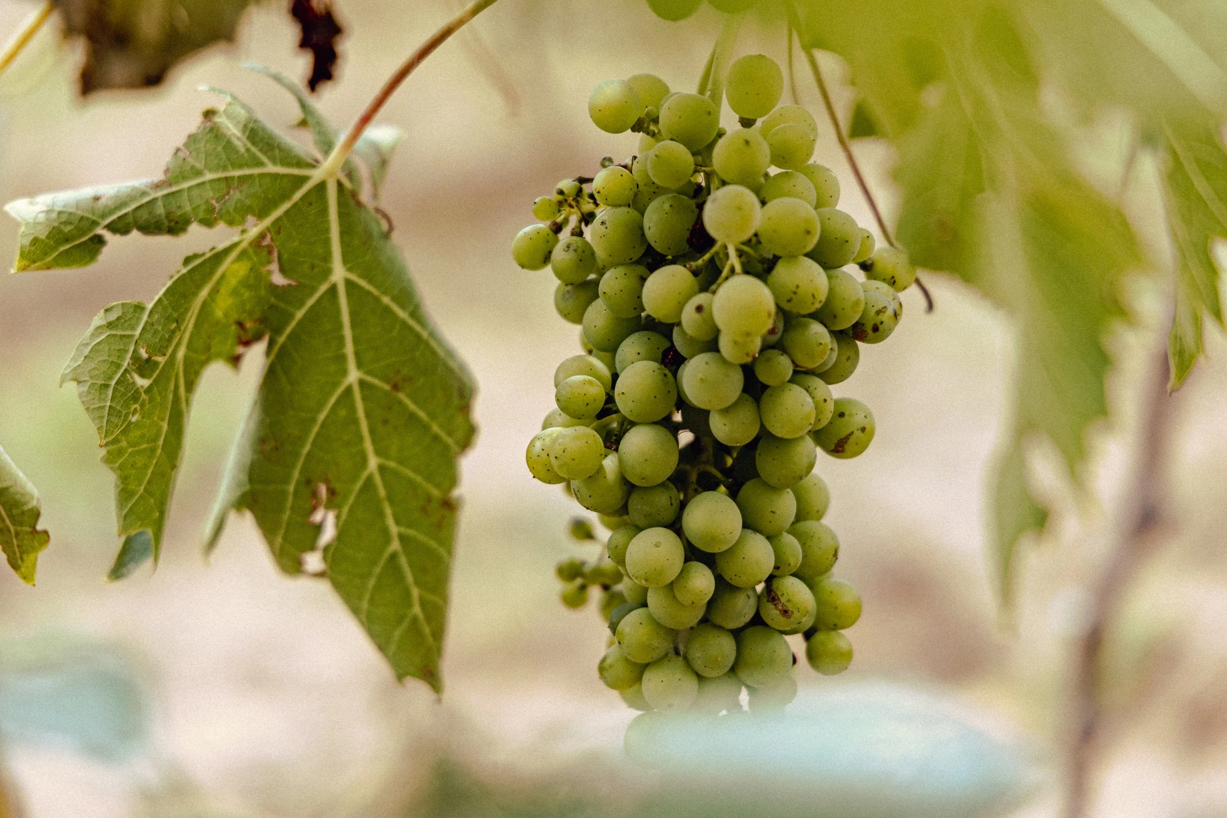 Un racimo de uvas verdes colgando de una vid, con hojas verdes alrededor.