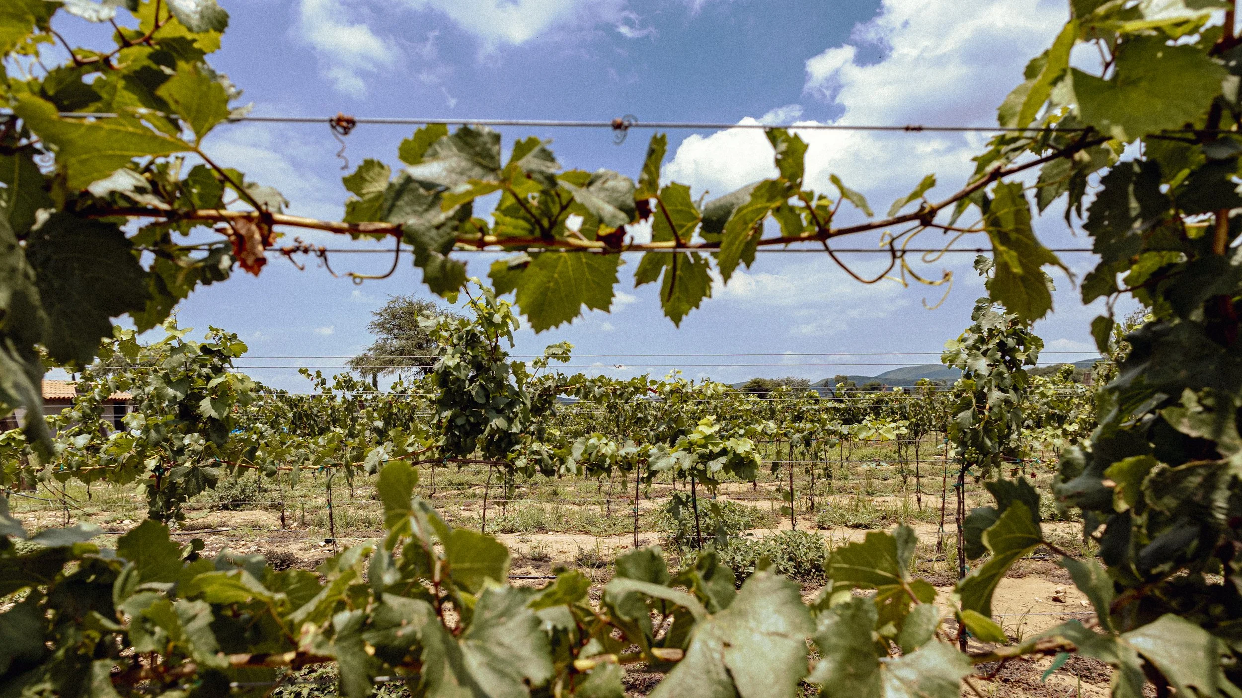 Viñedo con vides de uva verde sostenidas sobre espalderas, bajo un cielo azul parcialmente nublado.